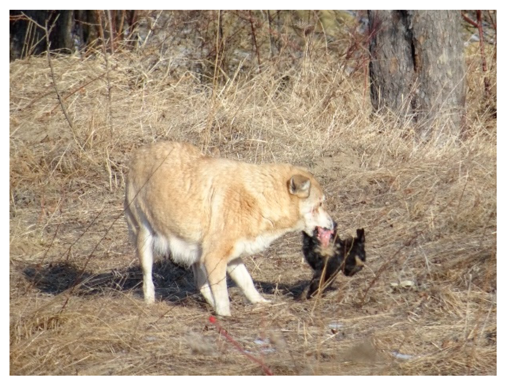 Vetsci 10 00188 g008 Vetsci 10 00188 g008