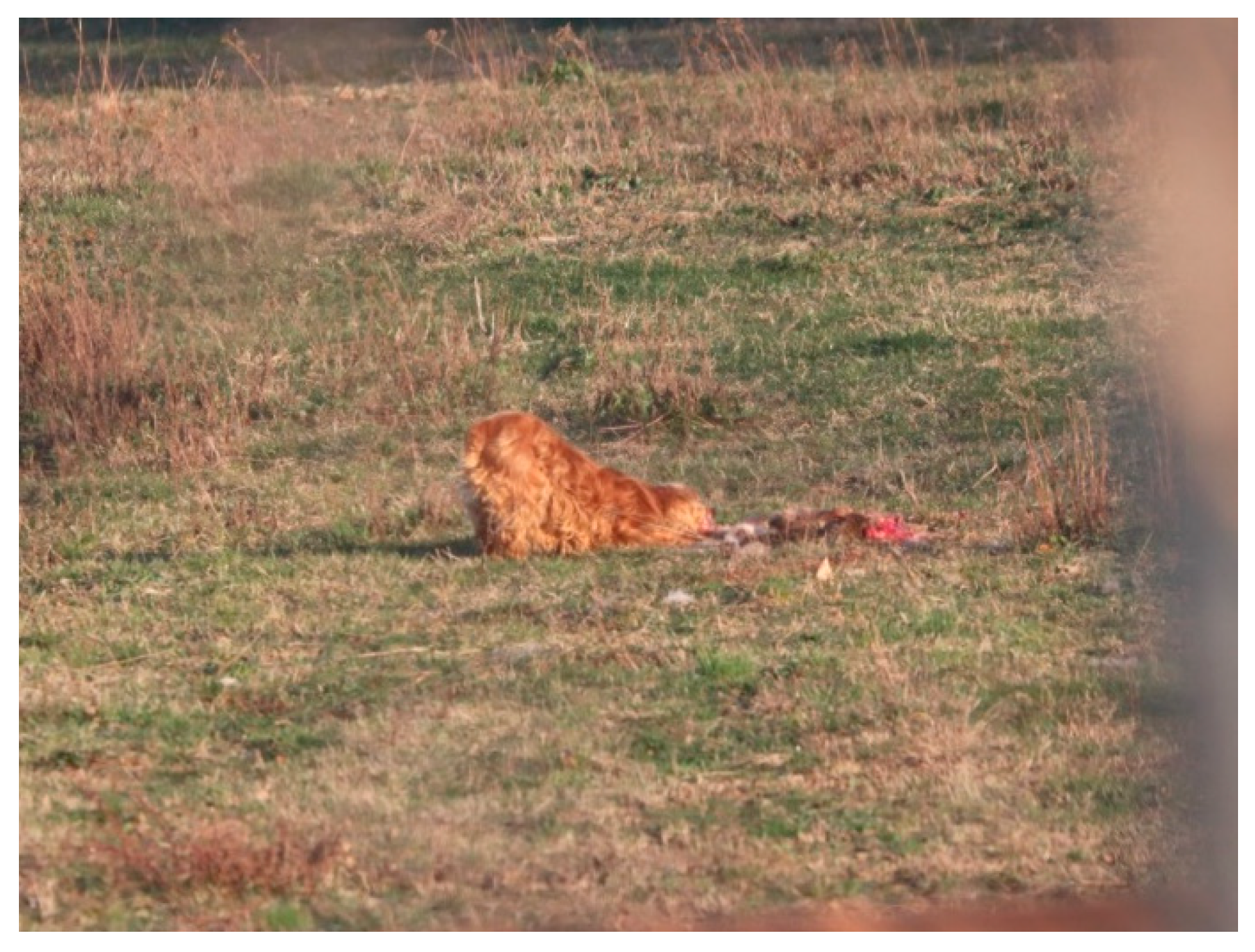 Vetsci 10 00188 g009 Vetsci 10 00188 g009