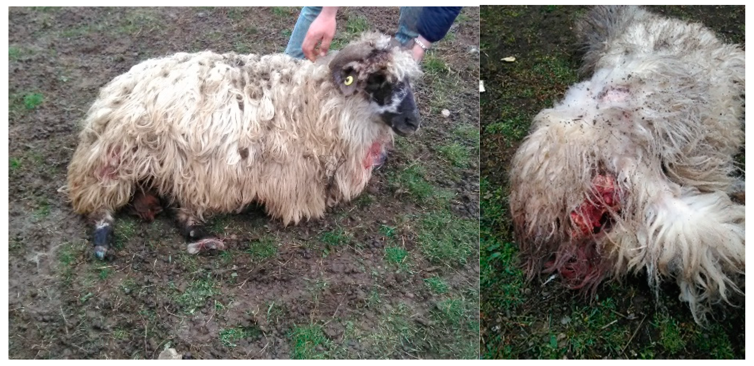 Vetsci 10 00188 g010 Vetsci 10 00188 g010