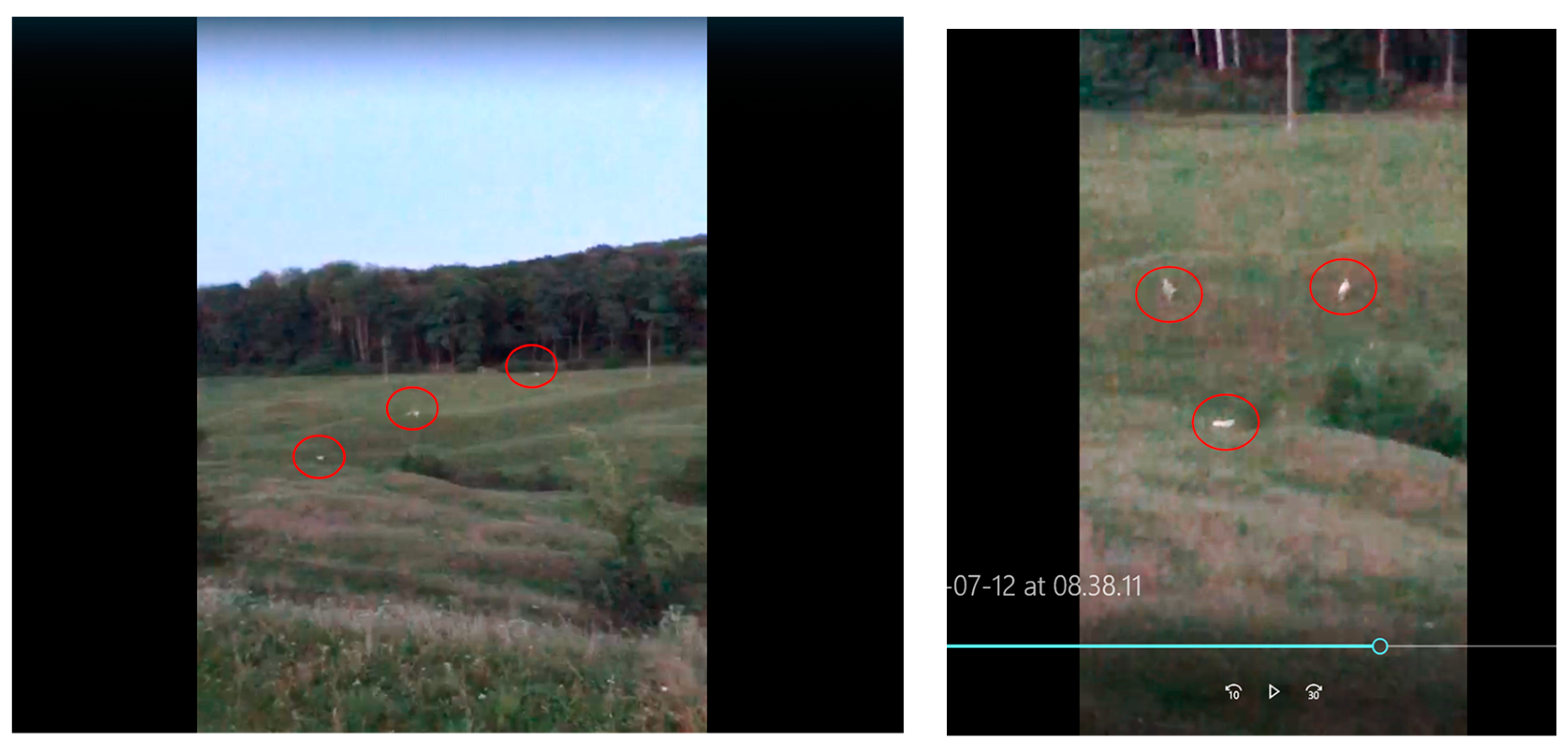 Vetsci 10 00188 g011 Vetsci 10 00188 g011