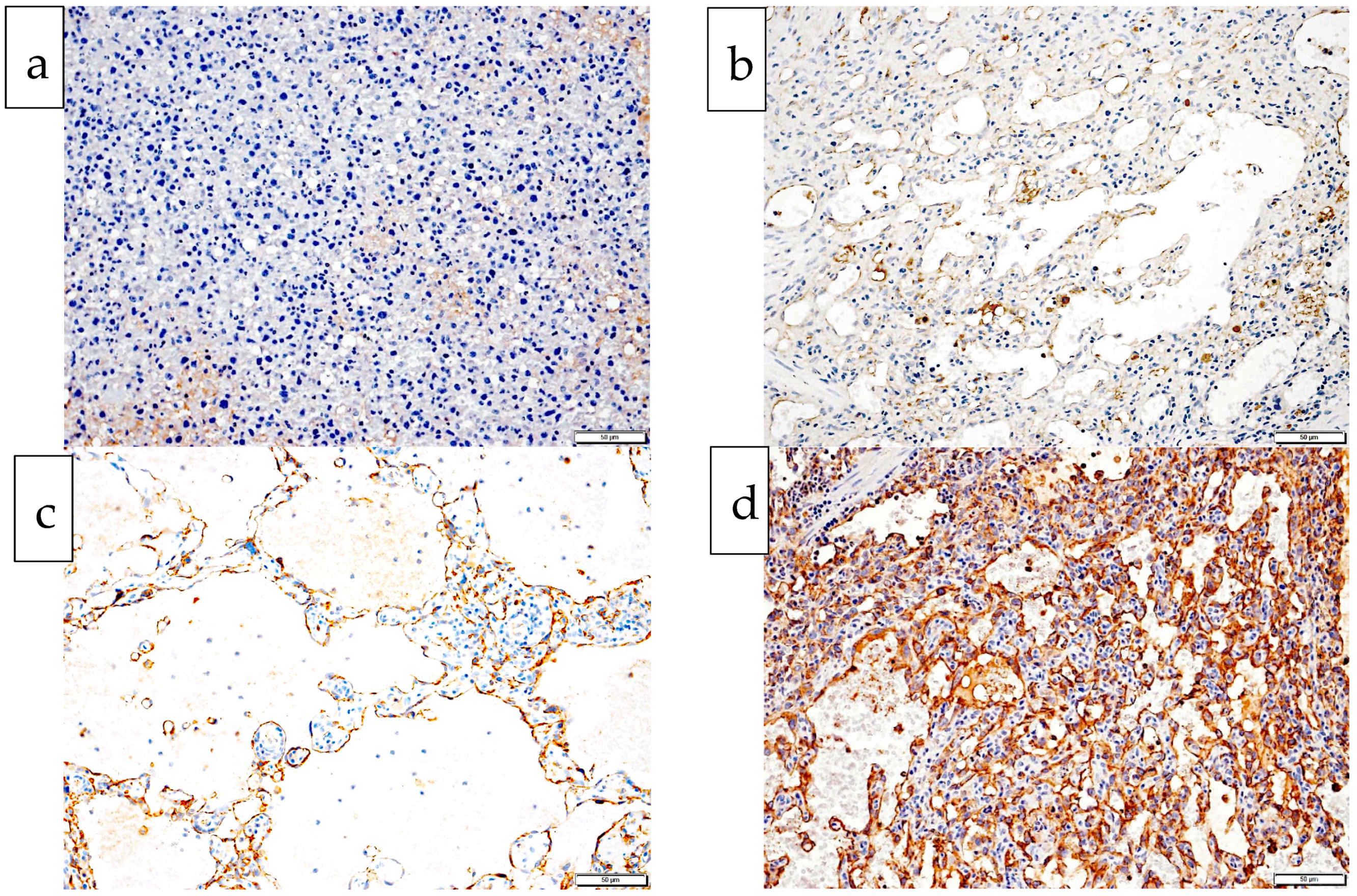 Vetsci 10 00190 g002