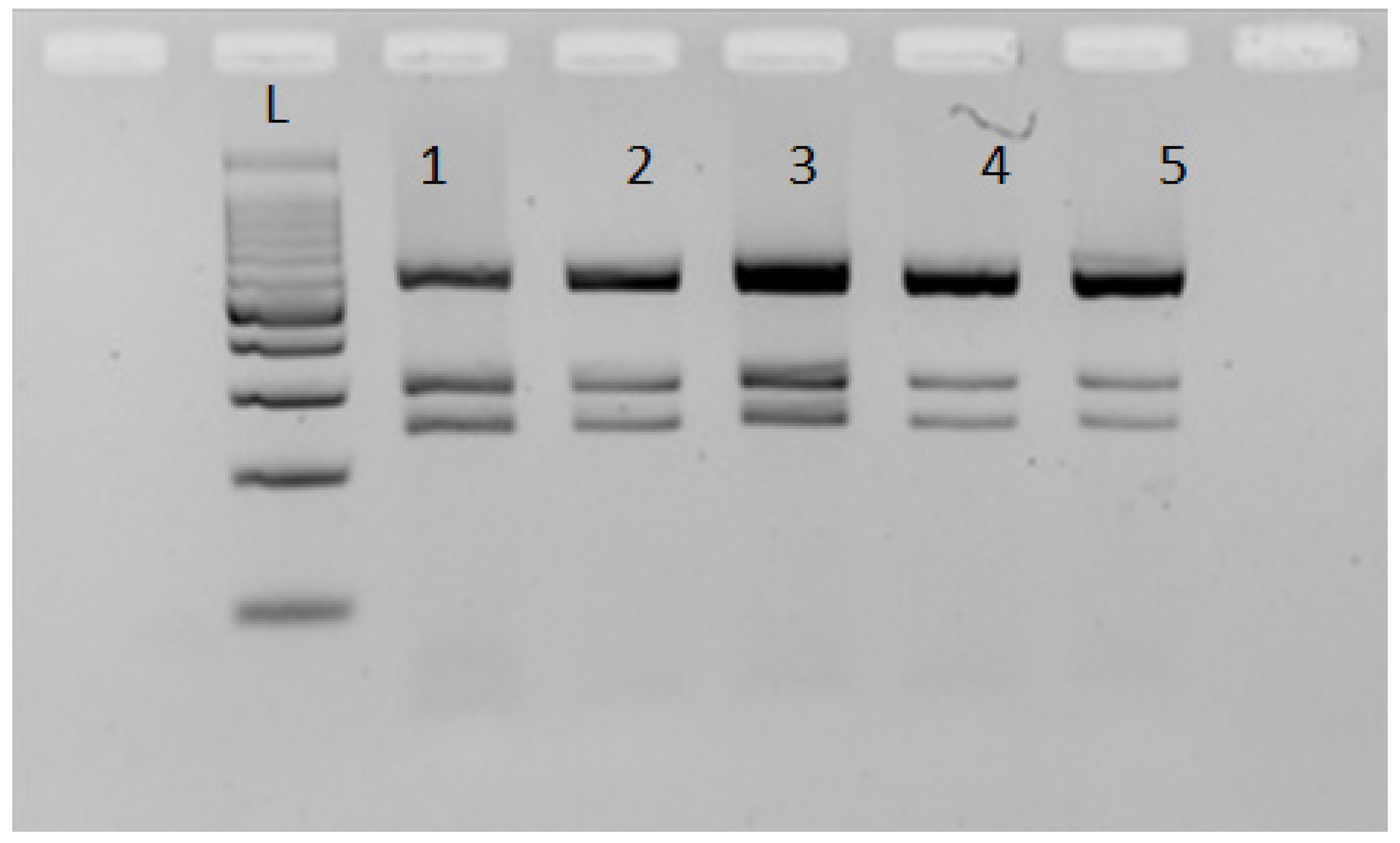 Vetsci 10 00194 g004