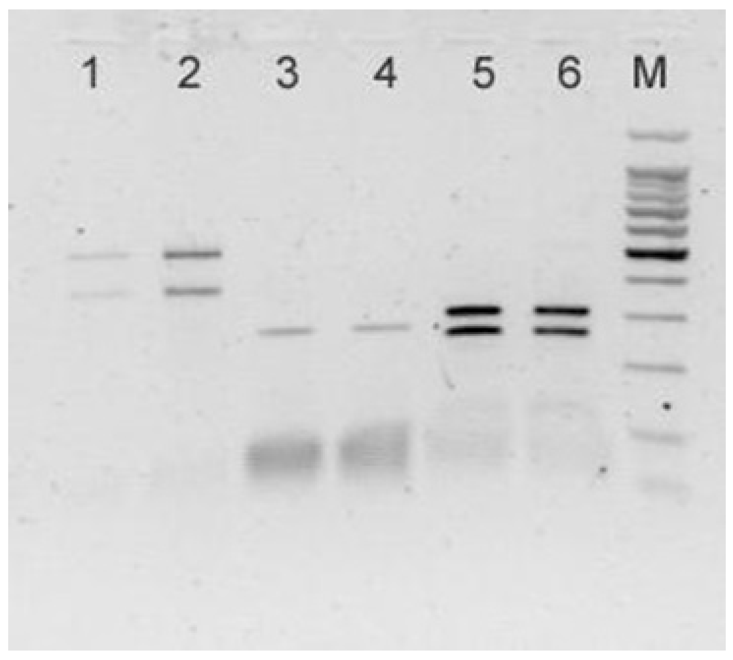 Vetsci 10 00194 g005