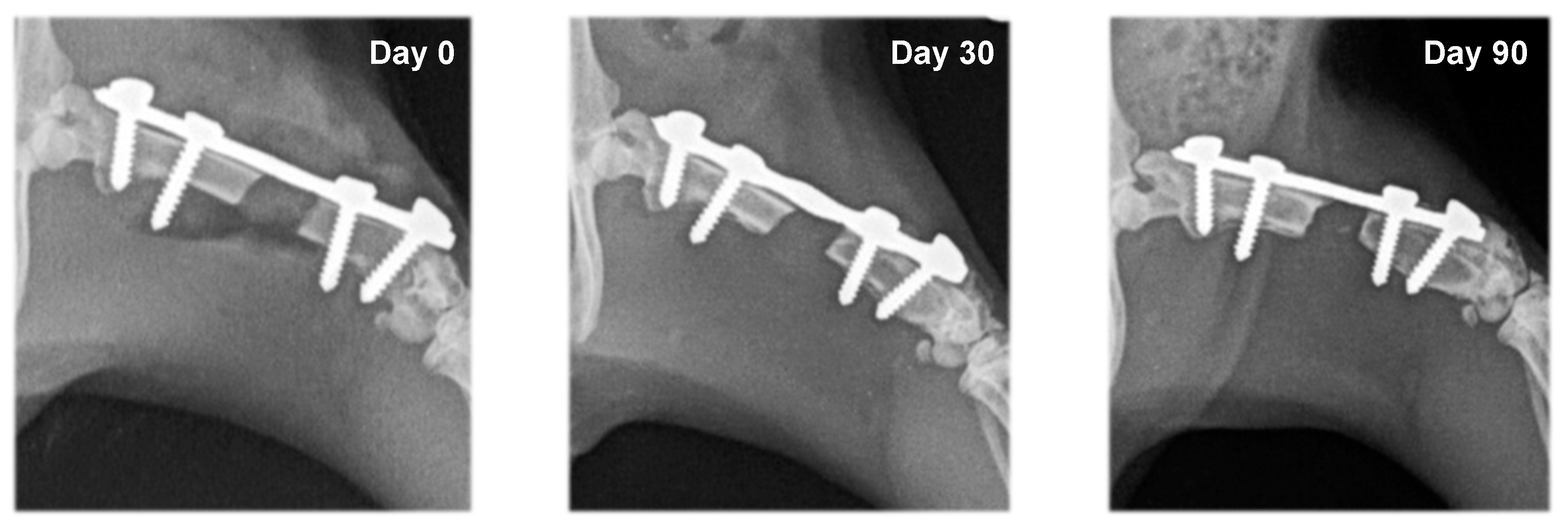 Vetsci 10 00196 g005 Vetsci 10 00196 g005