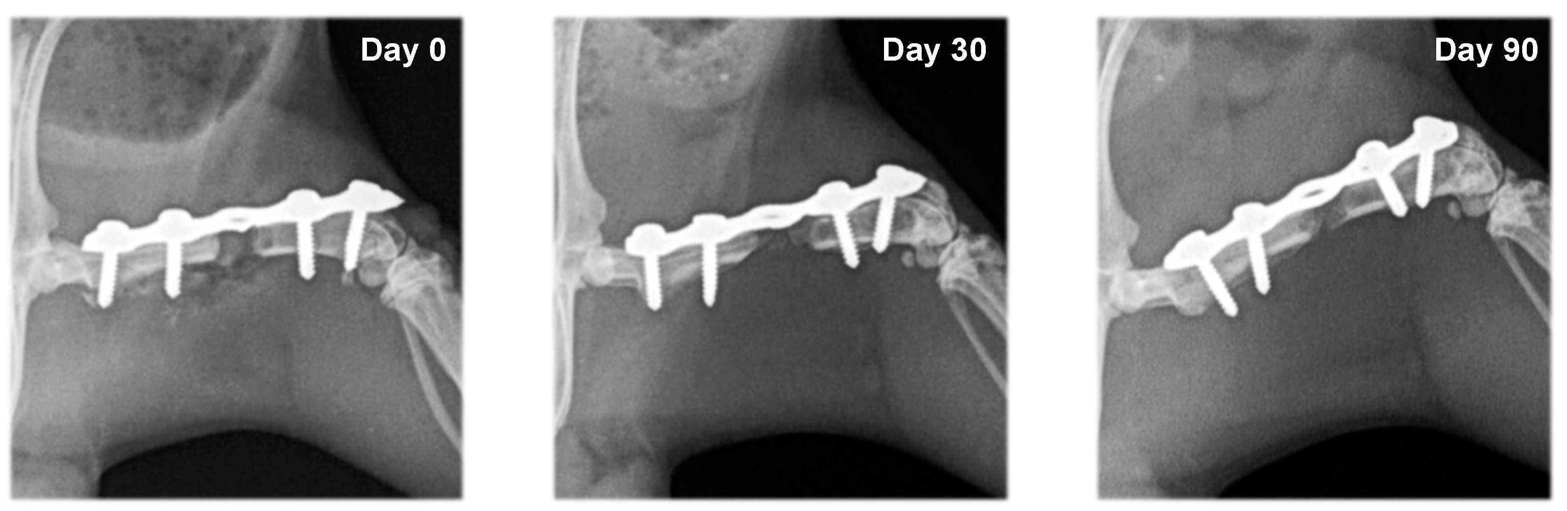 Vetsci 10 00196 g006 Vetsci 10 00196 g006