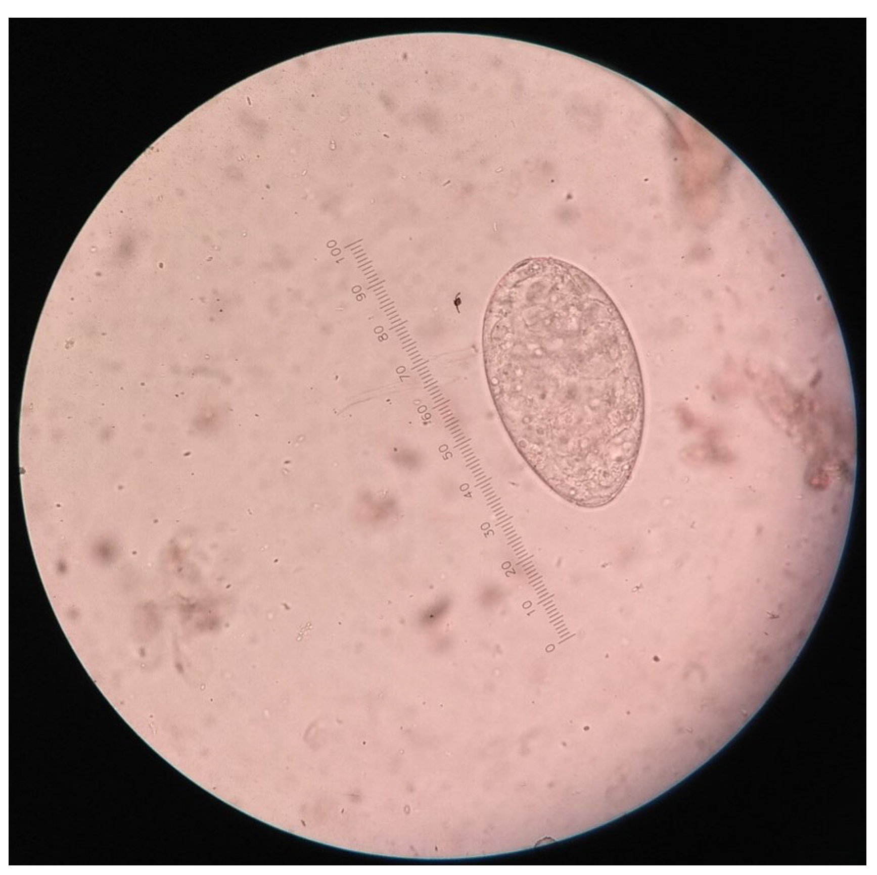 Vetsci 10 00202 g002