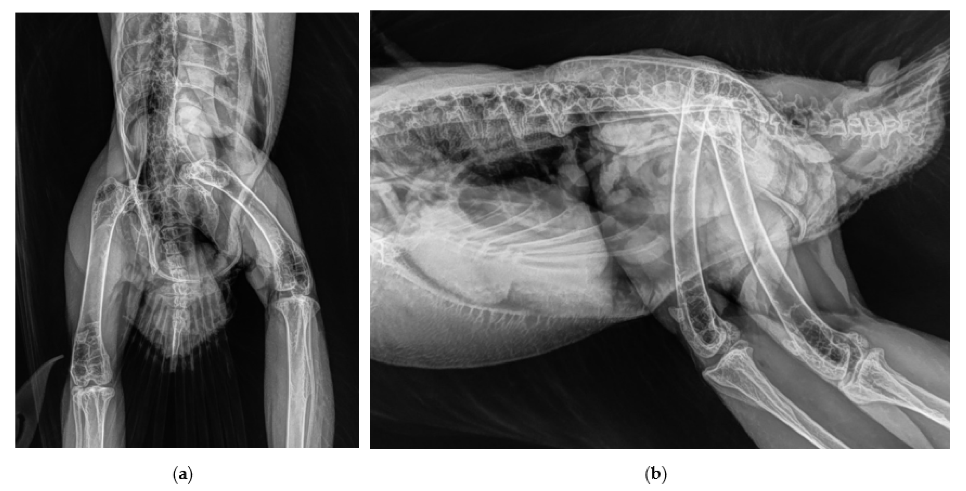 Vetsci 10 00205 g001 550