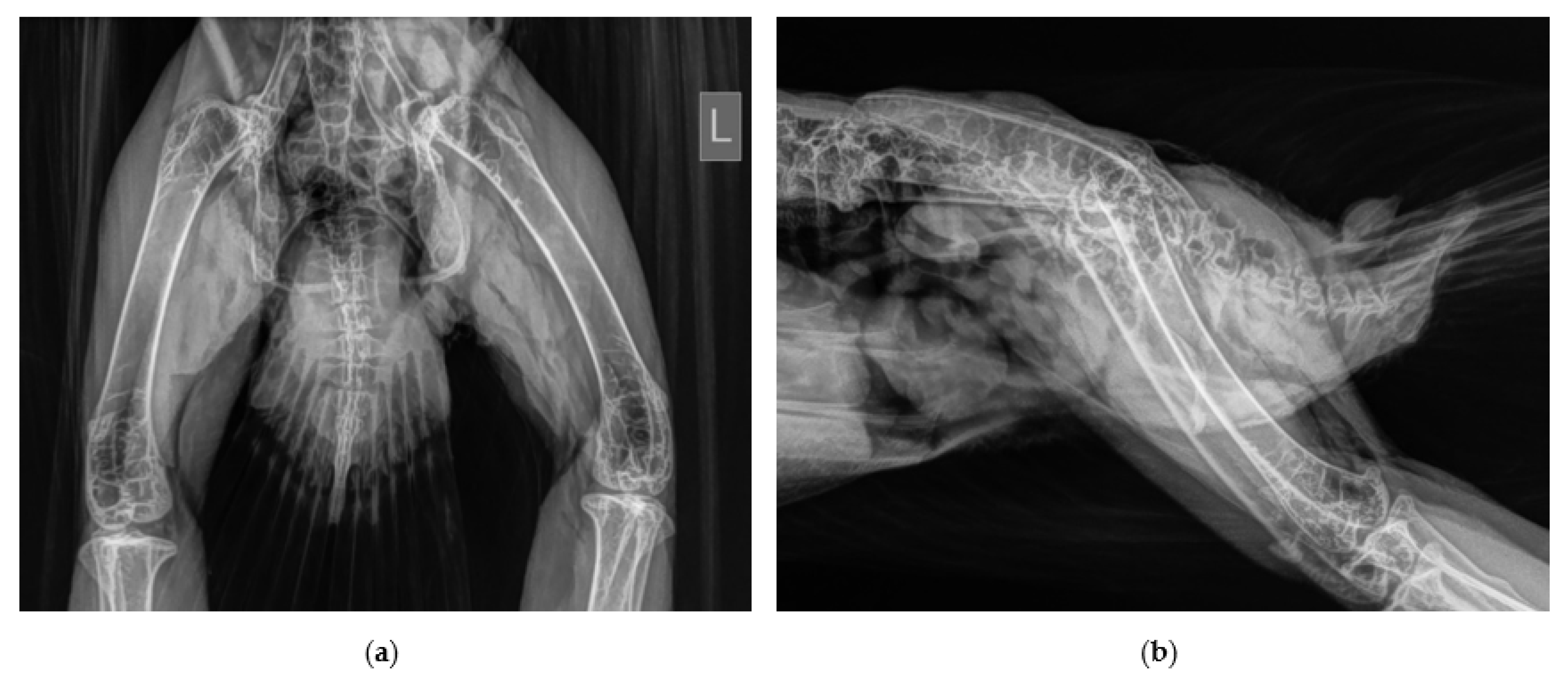 Vetsci 10 00205 g002 550