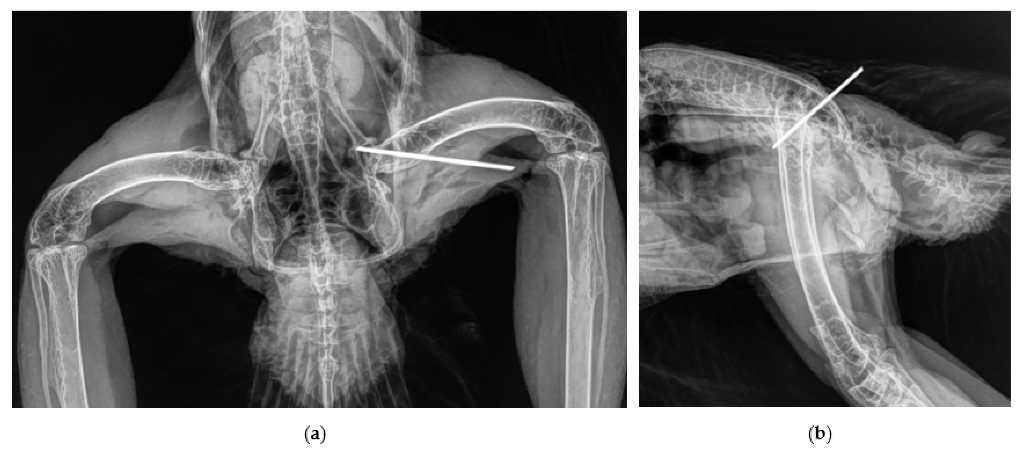 Vetsci 10 00205 g003 550