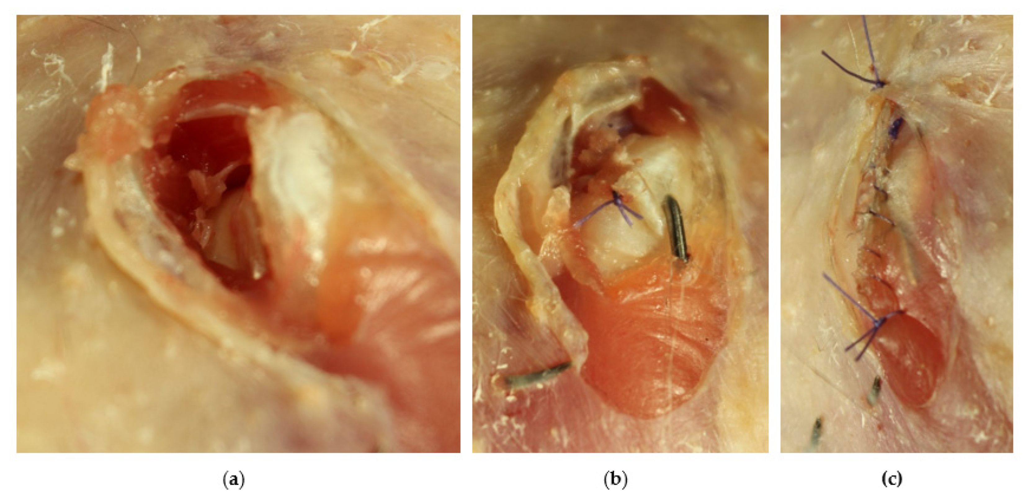 Vetsci 10 00205 g004 550