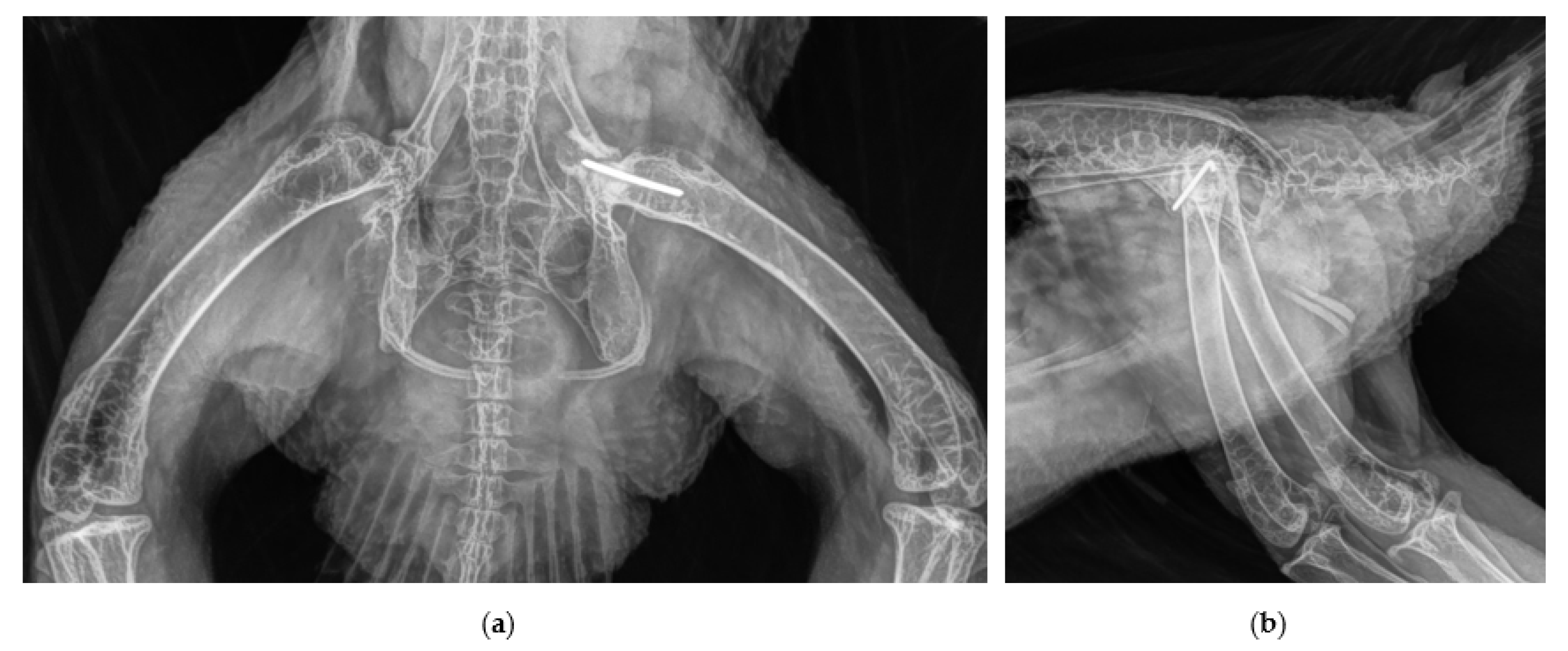 Vetsci 10 00205 g005 550