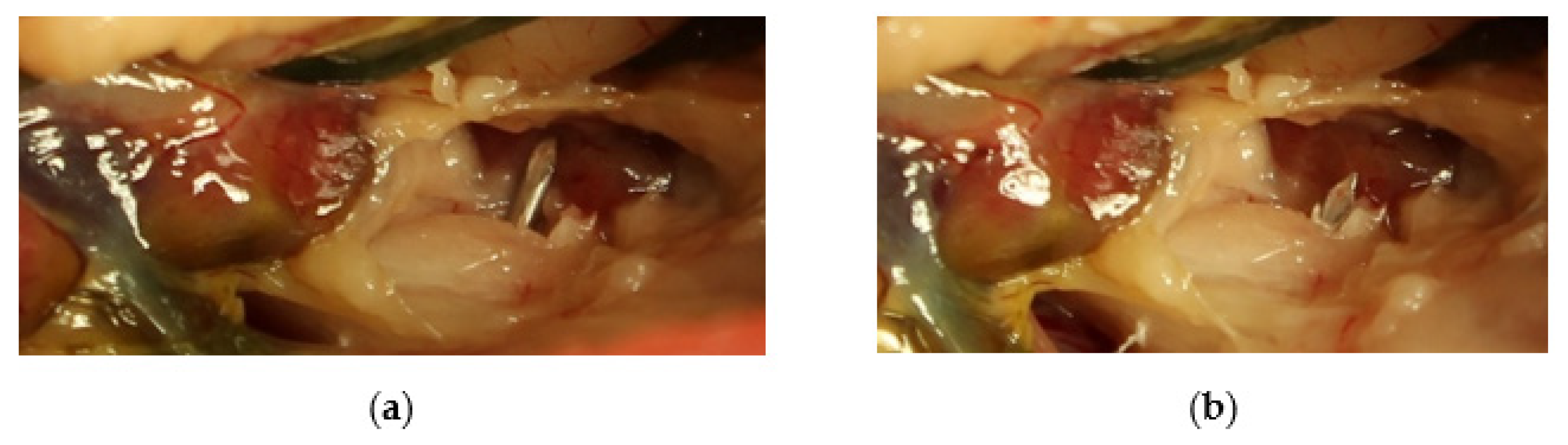 Vetsci 10 00205 g007 550