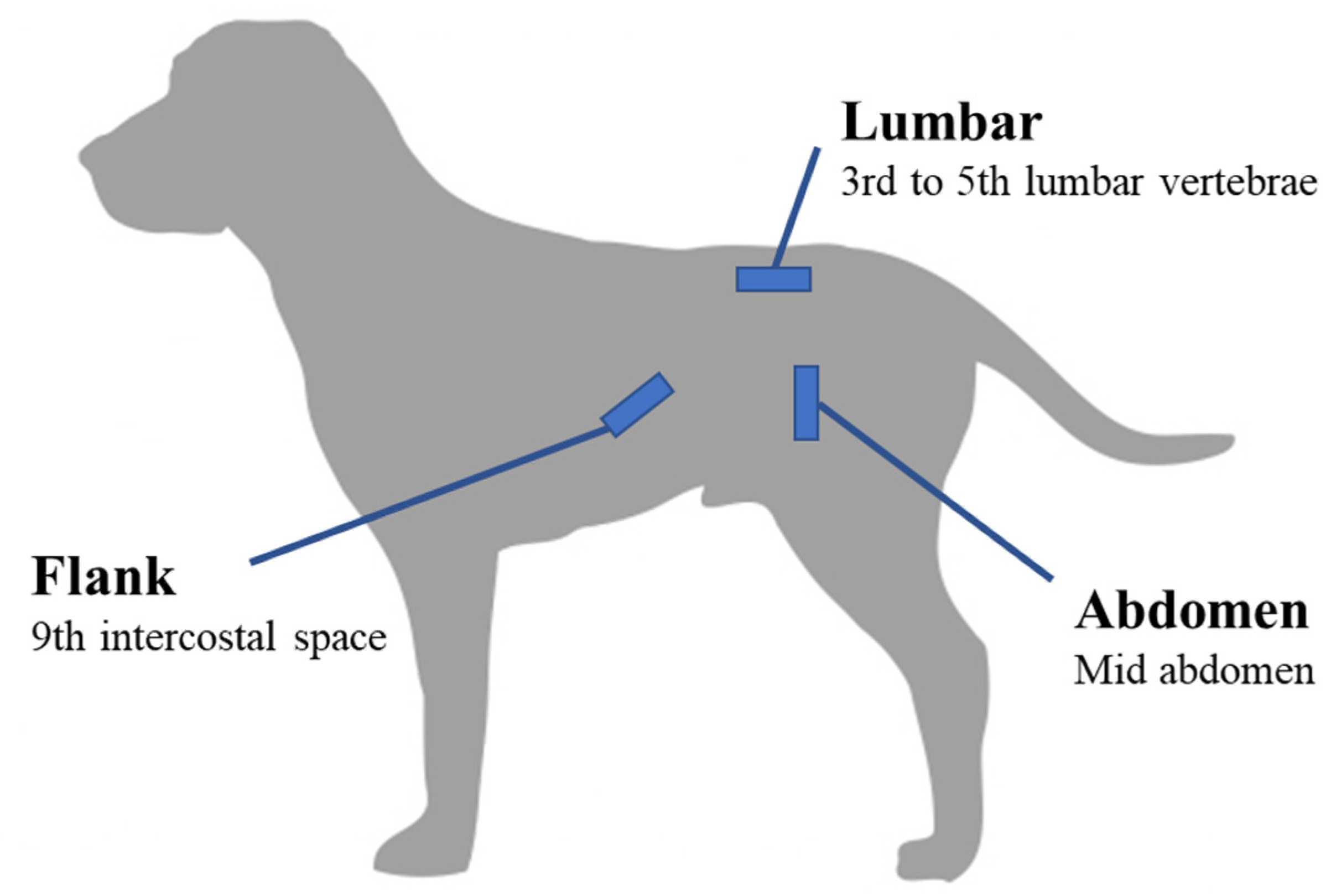 Veterinary Sciences Free FullText Association between Birth Weight