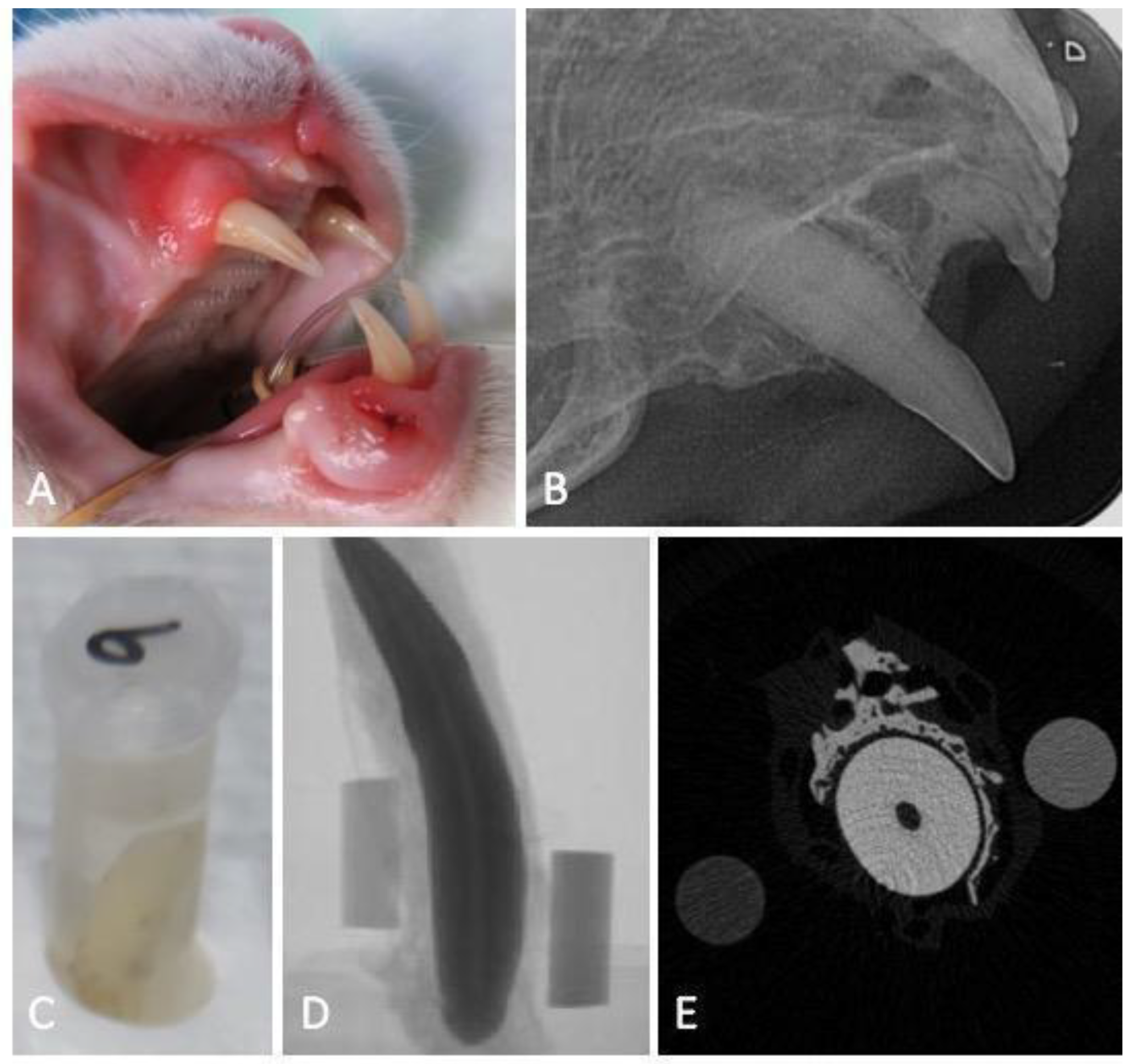 Vetsci 10 00217 g001