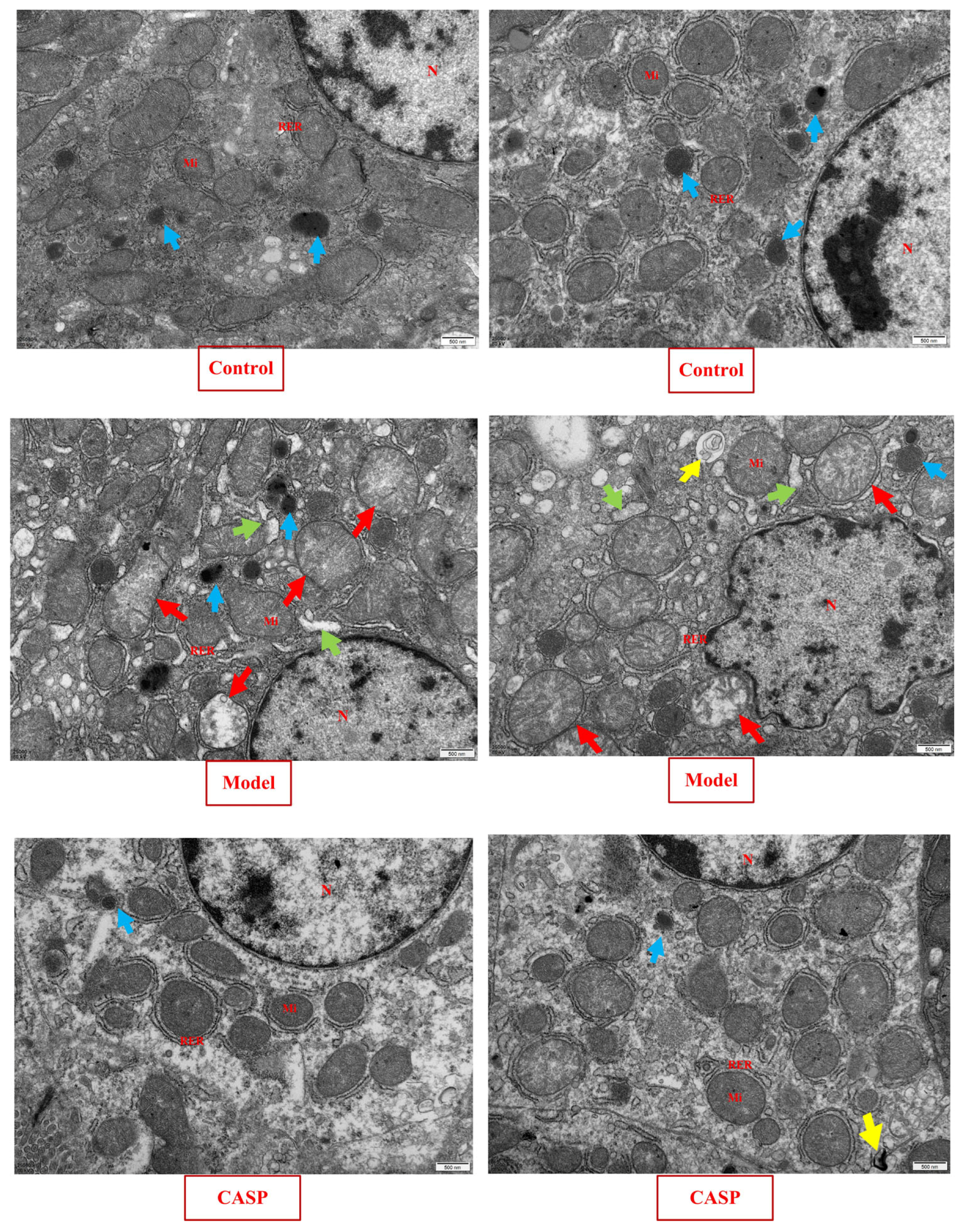 Vetsci 10 00224 g002 550