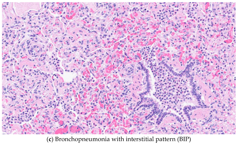 Vetsci 10 00228 g003b