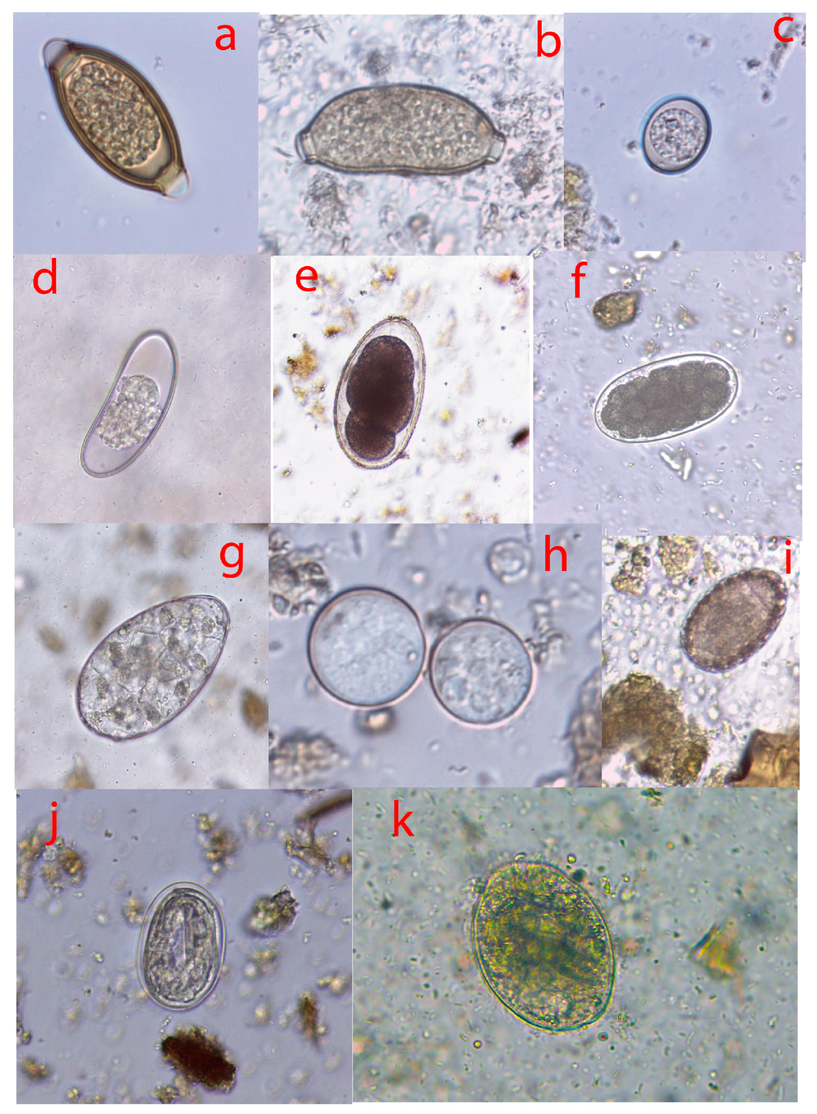 Vetsci 10 00229 g002 Vetsci 10 00229 g002