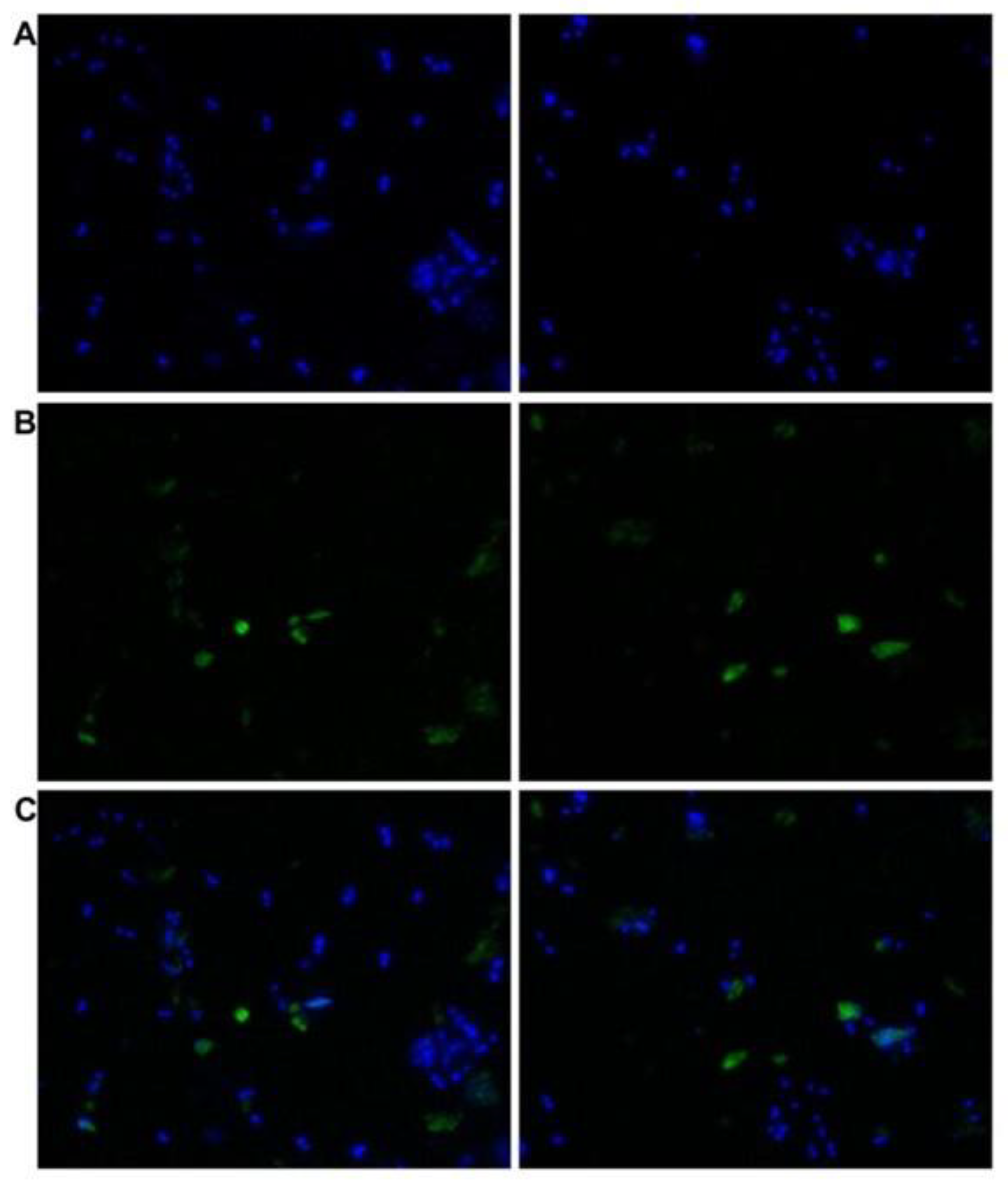 Vetsci 10 00234 g004 Vetsci 10 00234 g004