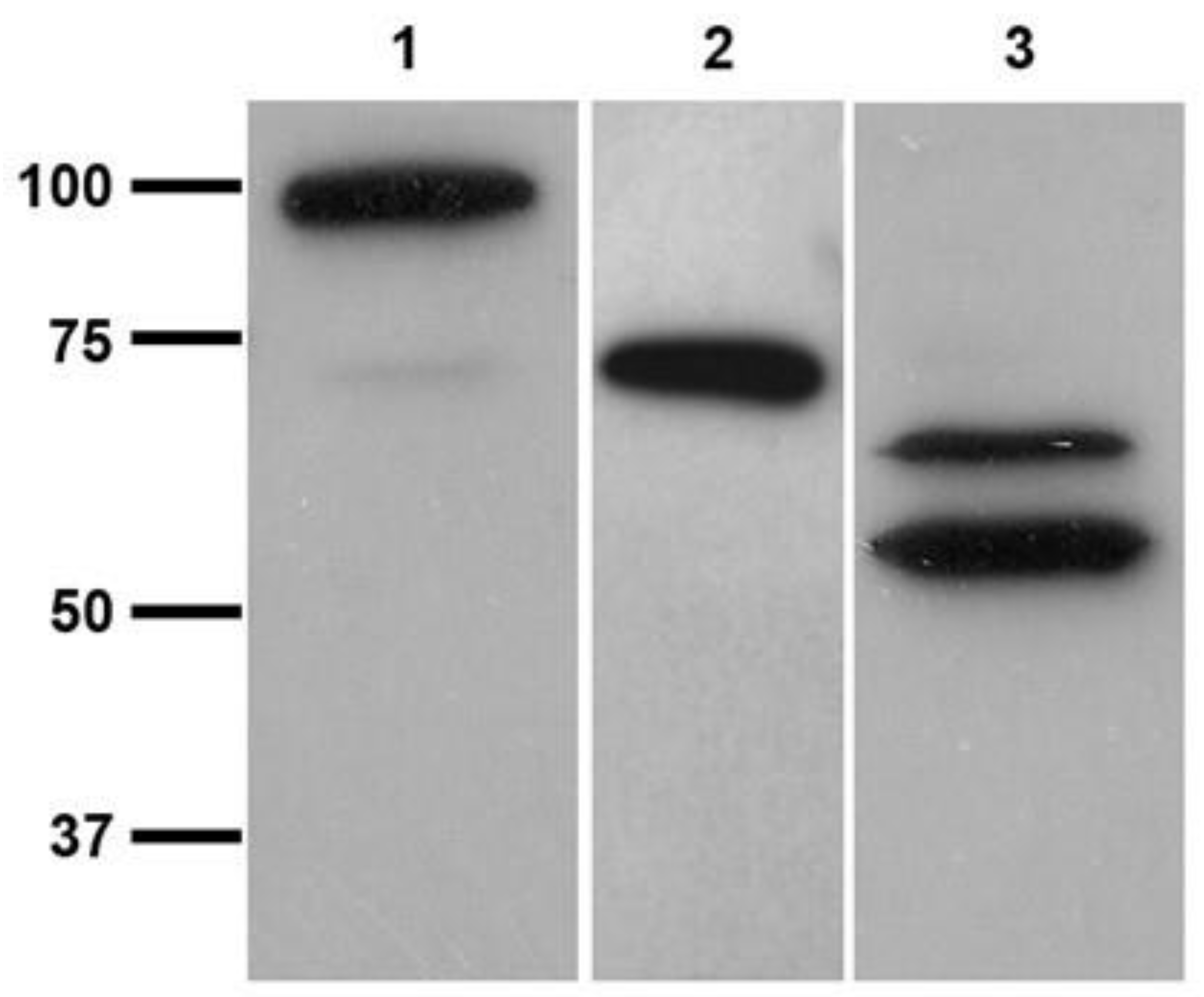 Vetsci 10 00234 g005 Vetsci 10 00234 g005