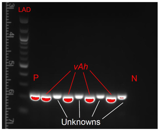 Persistence of a Wild-Type Virulent Aeromonas hydrophila Isolate in ...