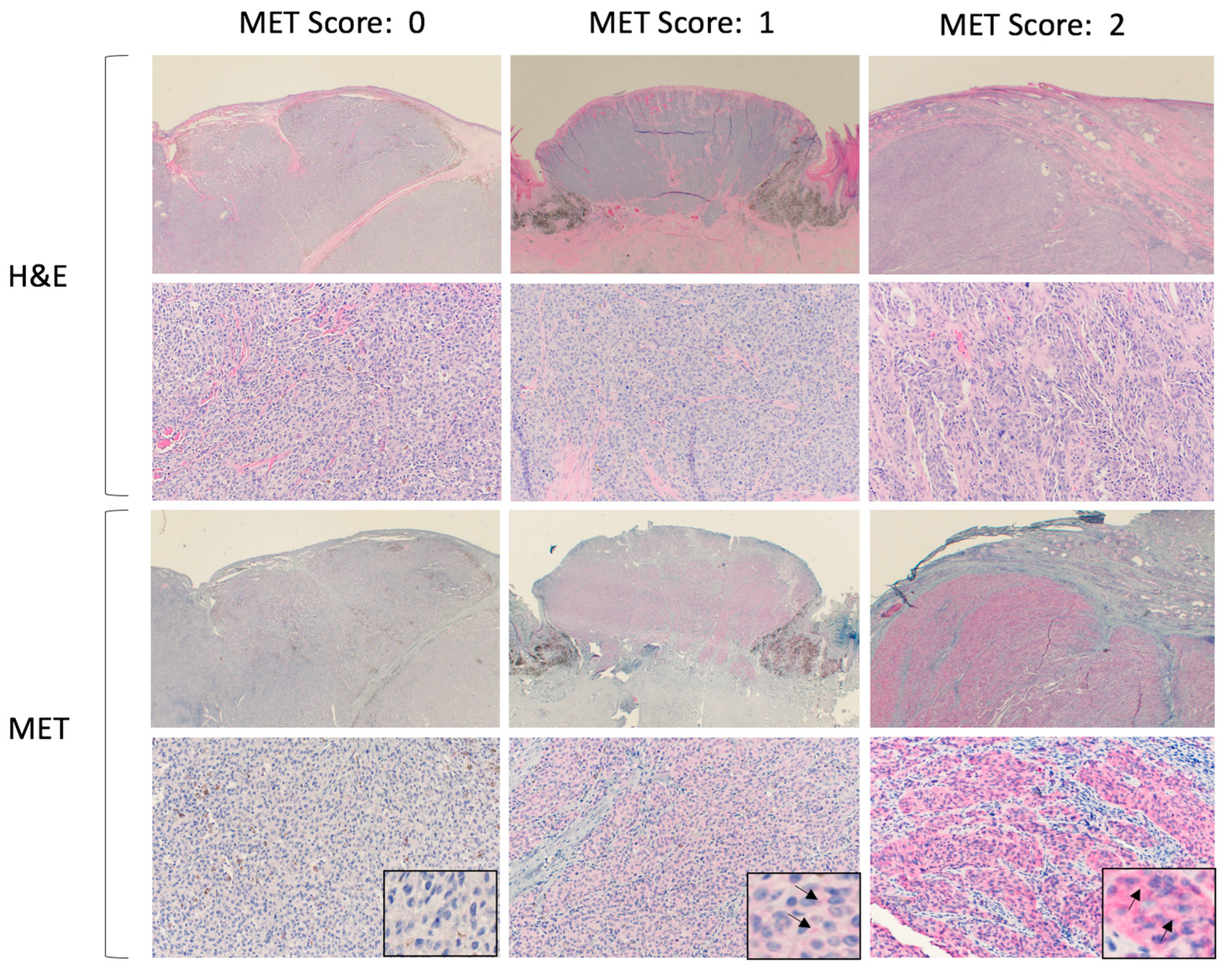 Vetsci 10 00249 g001