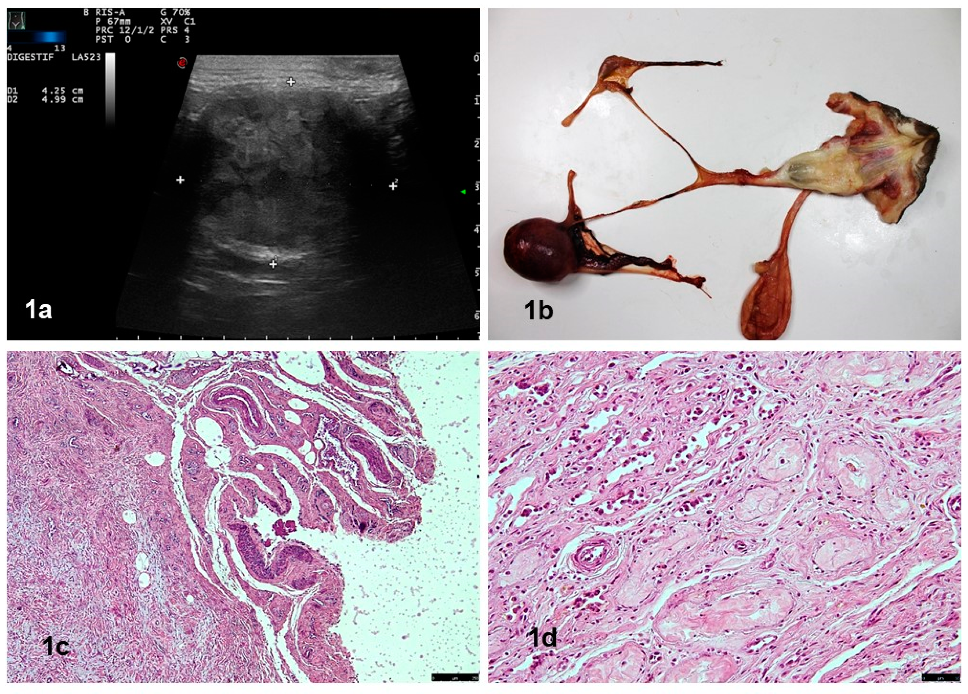Vetsci 10 00251 g001