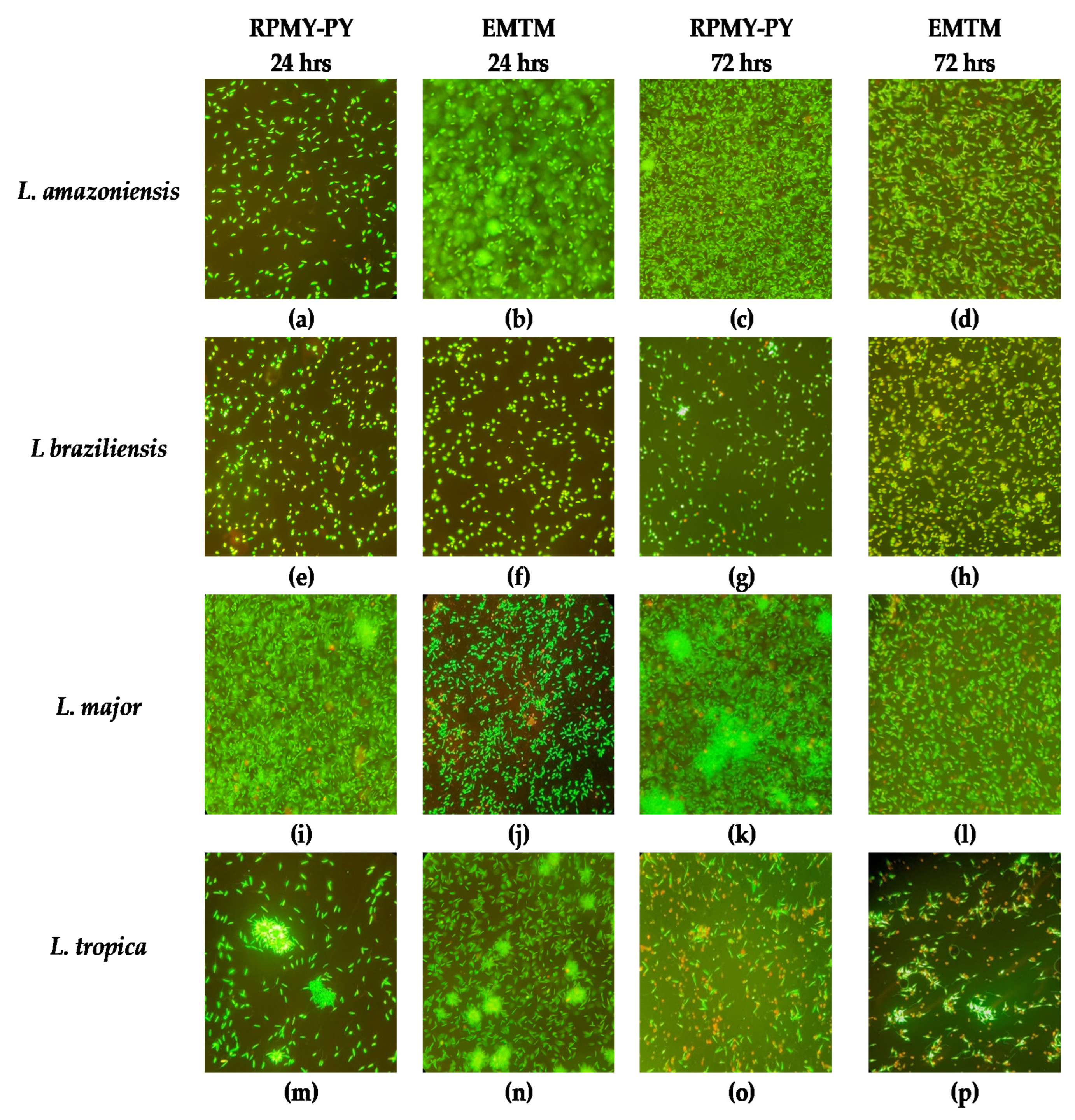 Vetsci 10 00252 g003 Vetsci 10 00252 g003