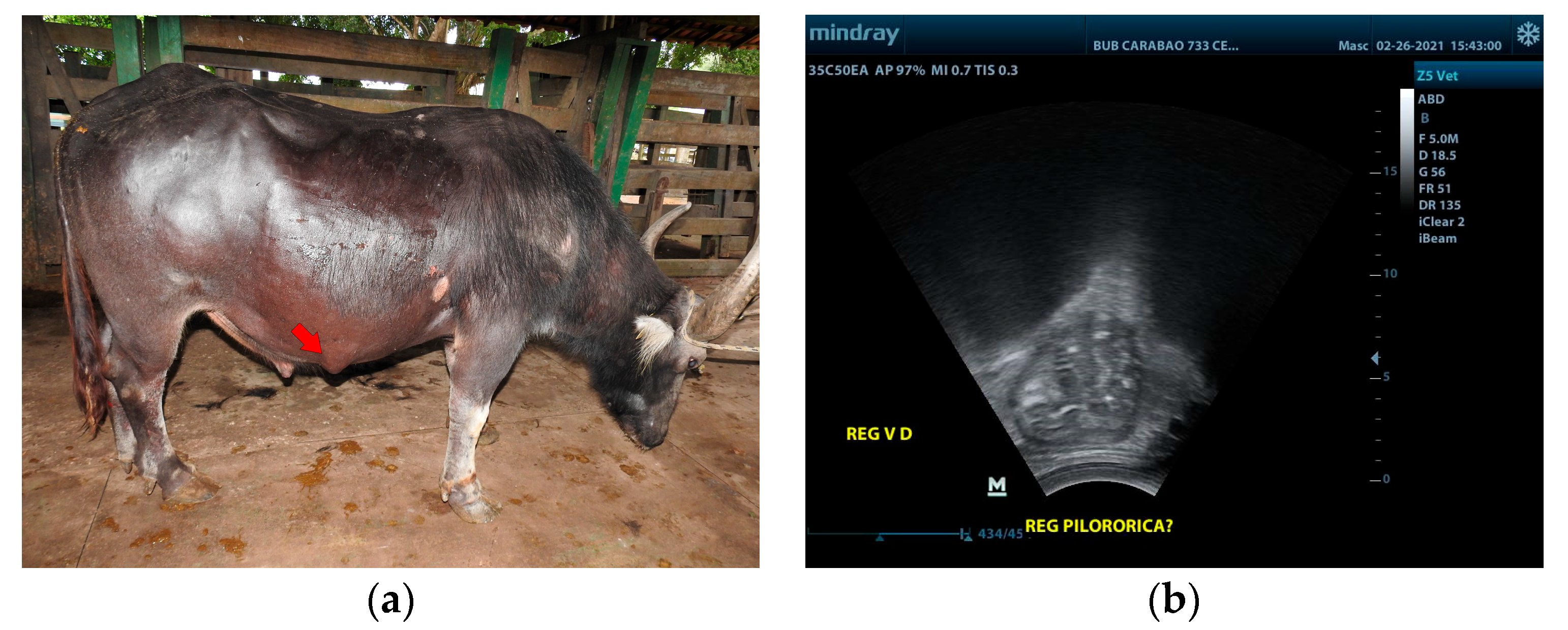 Vetsci 10 00254 g002