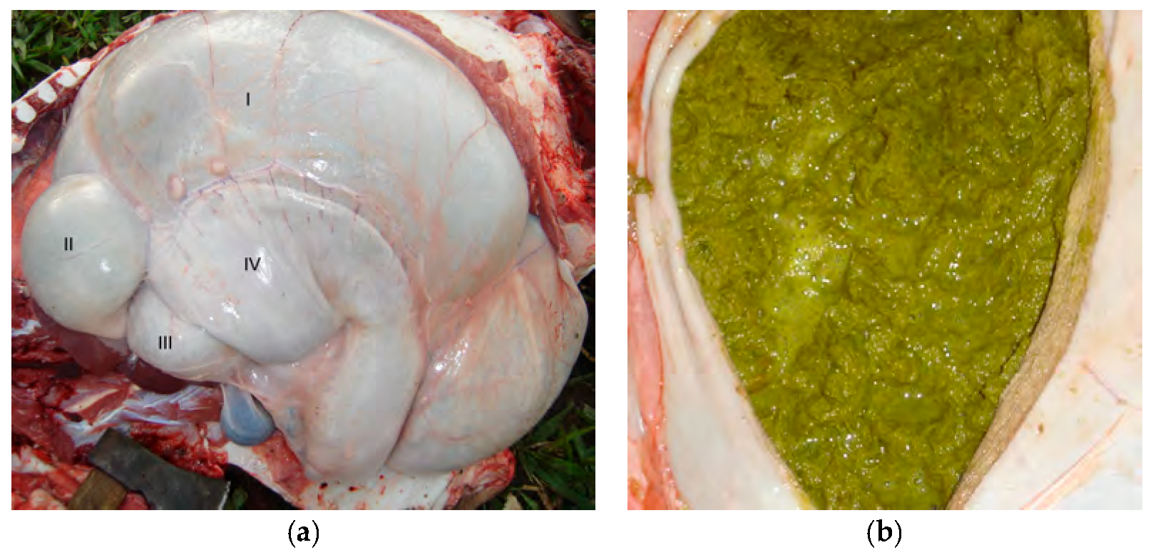 Vetsci 10 00254 g003