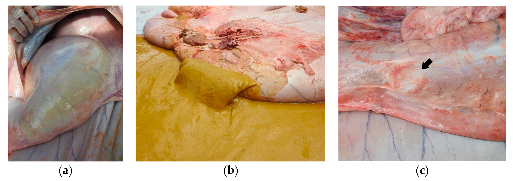 Vetsci 10 00254 g004