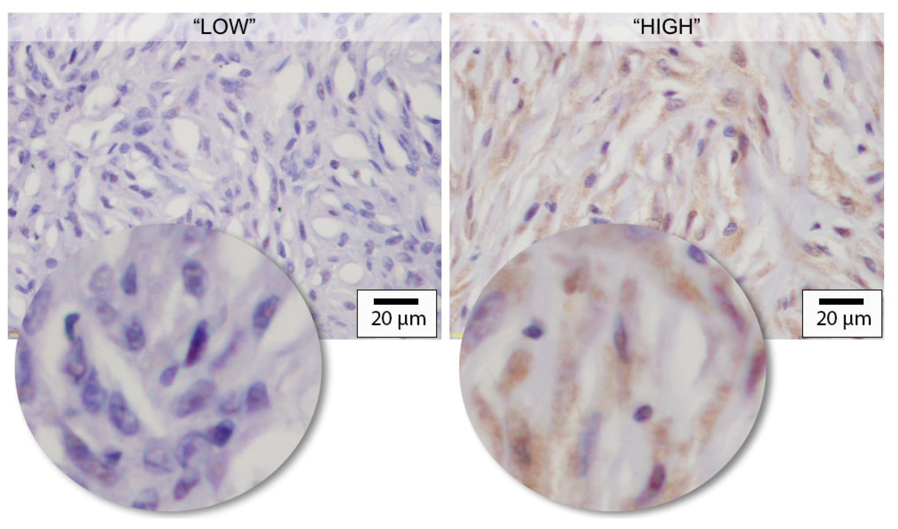Vetsci 10 00256 g001