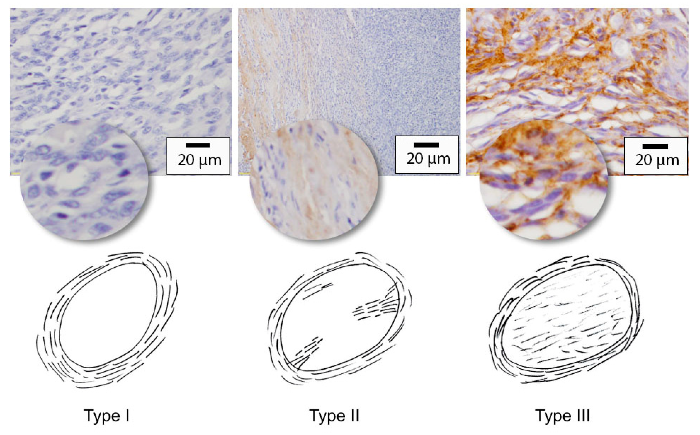 Vetsci 10 00256 g002