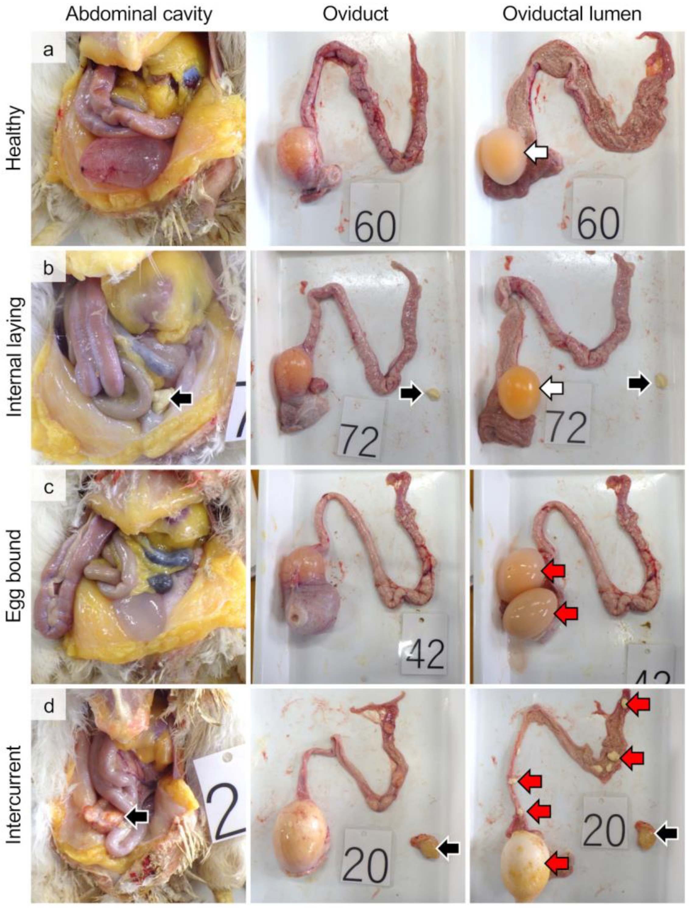 Vetsci 10 00260 g001