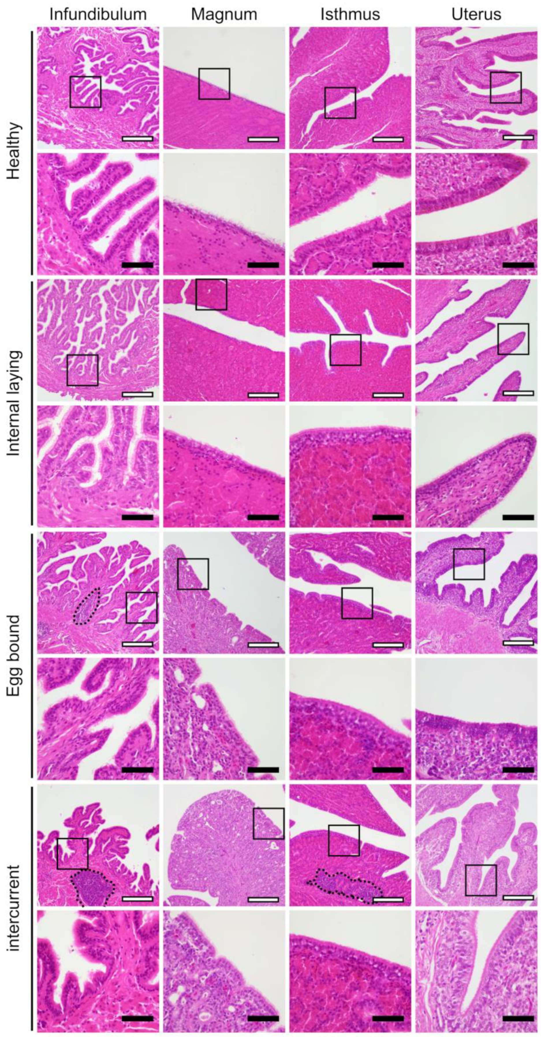Vetsci 10 00260 g003