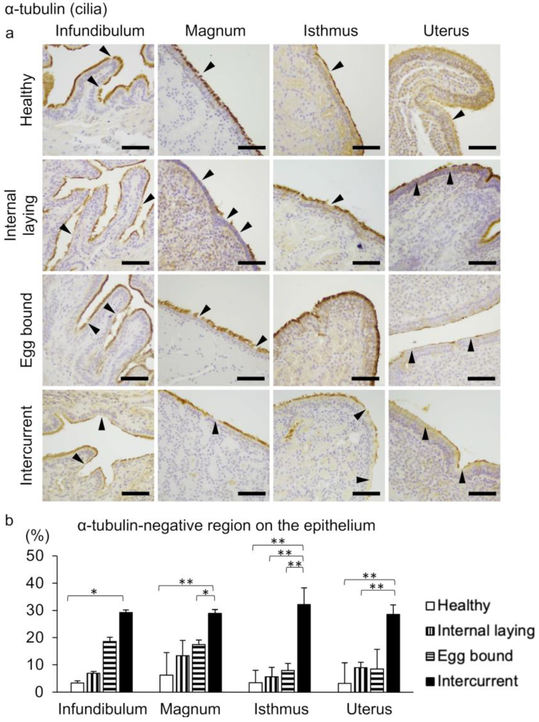 Vetsci 10 00260 g004