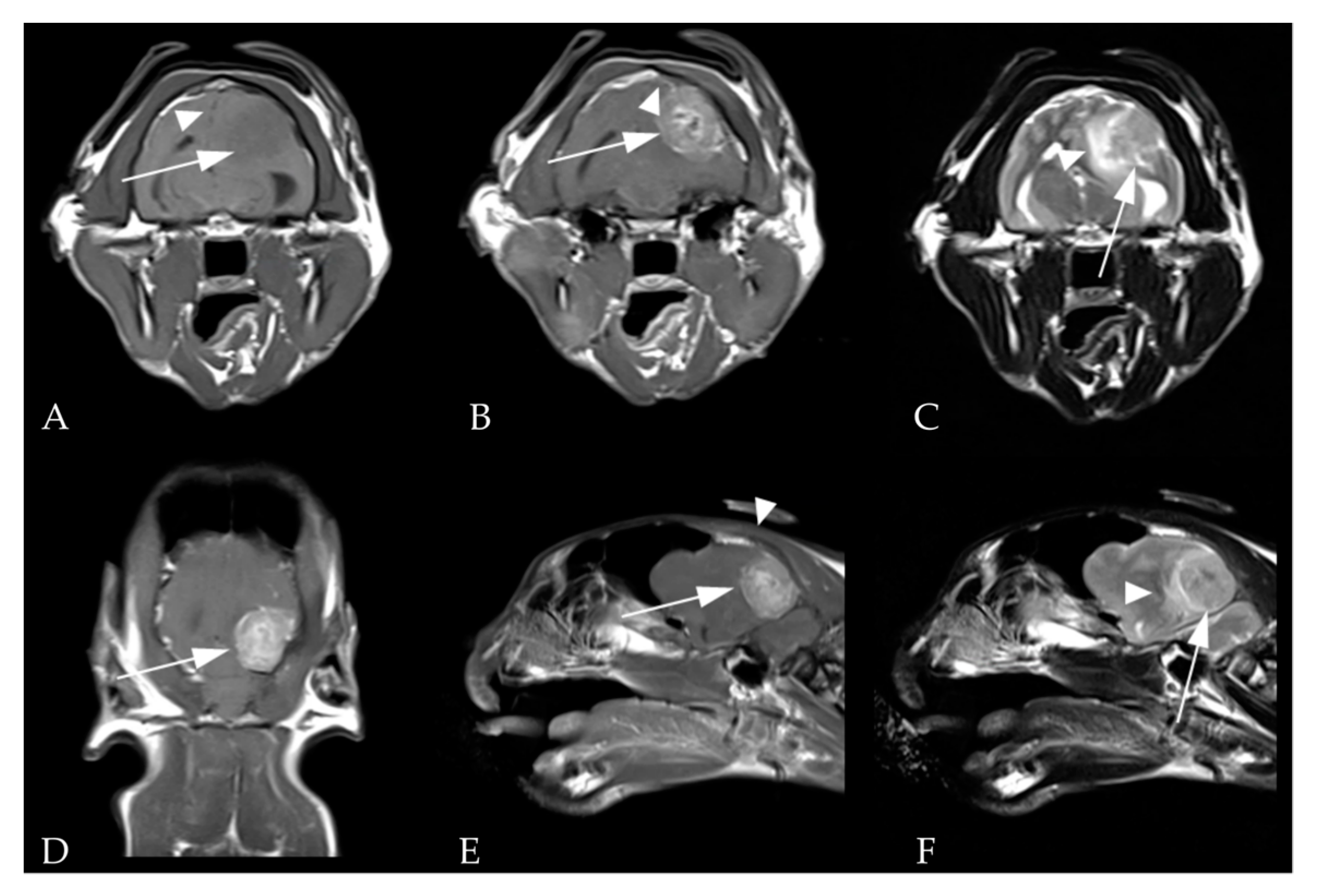 Vetsci 10 00264 g001 Vetsci 10 00264 g001