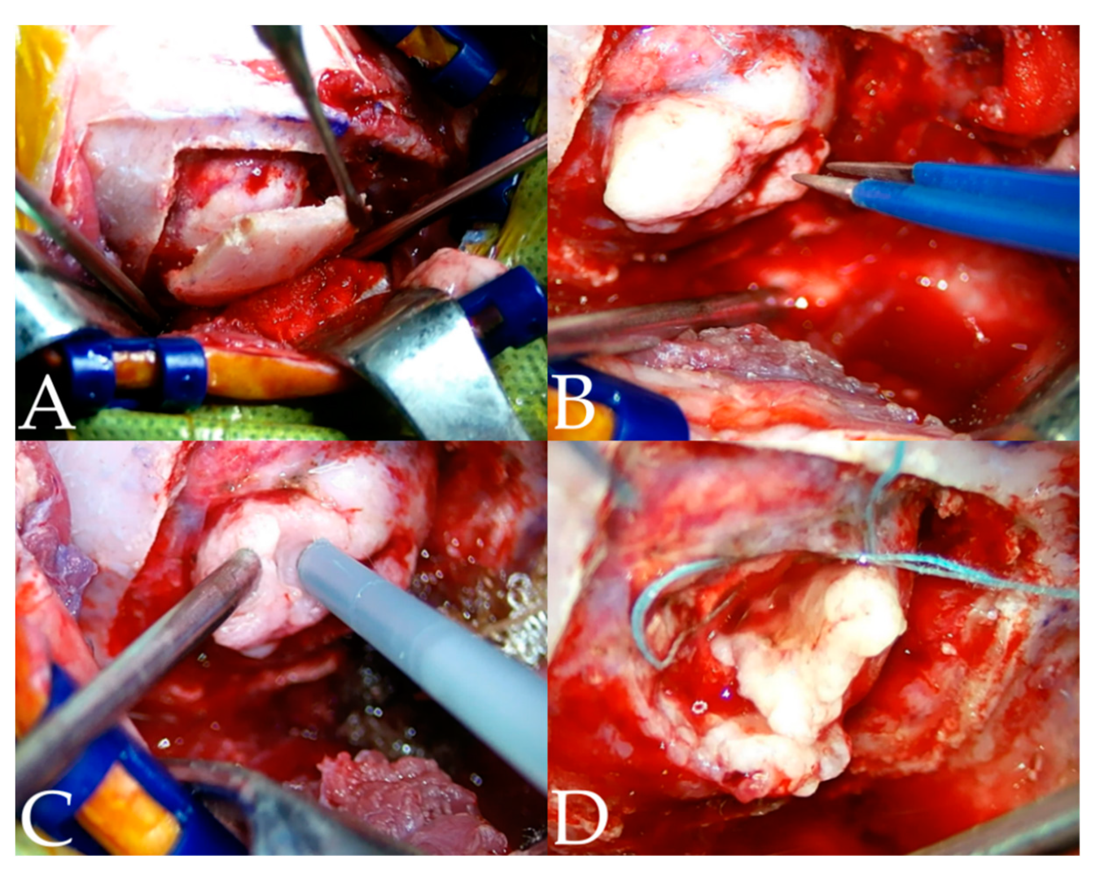 Vetsci 10 00264 g005 Vetsci 10 00264 g005