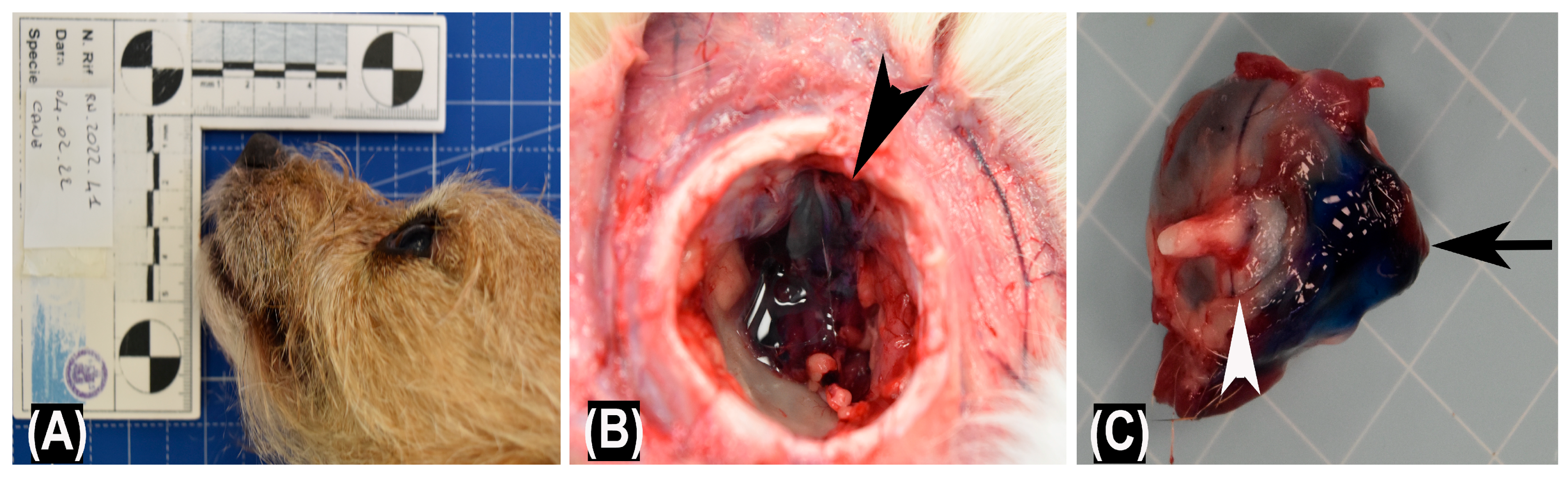 Vetsci 10 00267 g004 550