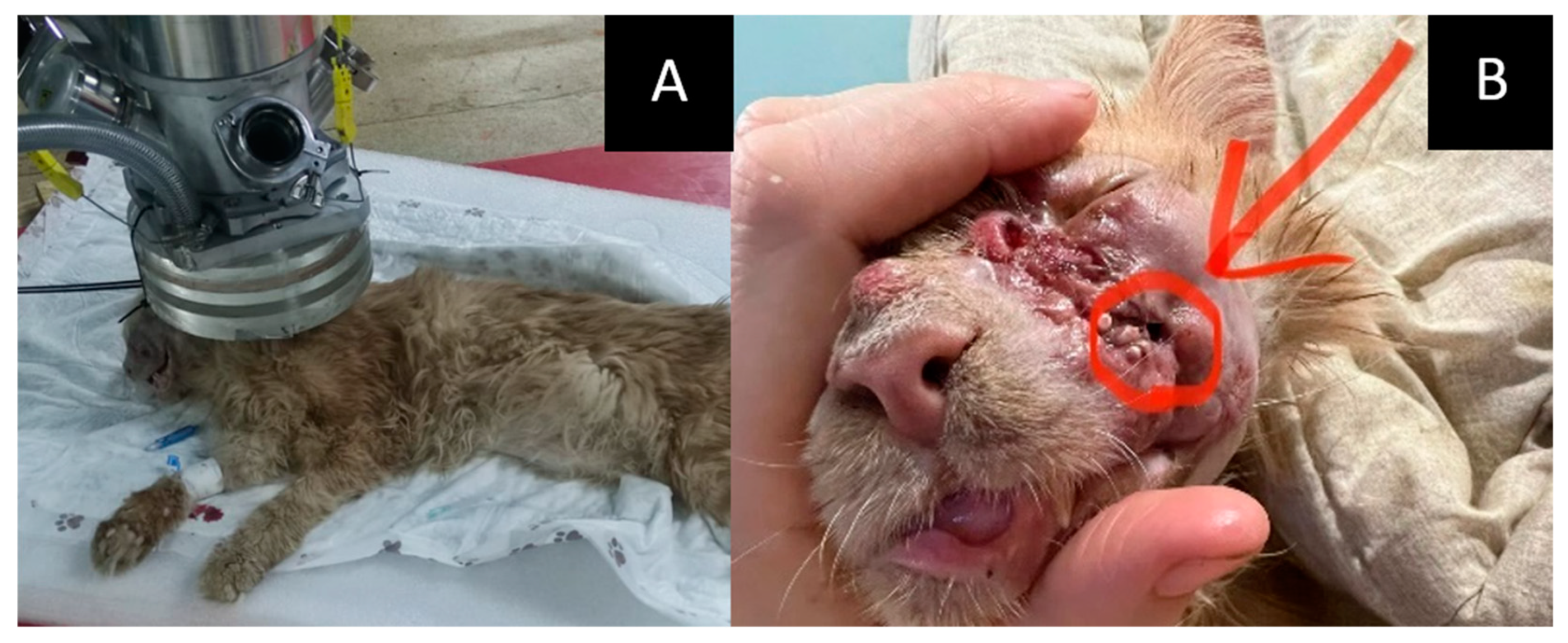 Vetsci 10 00274 g003