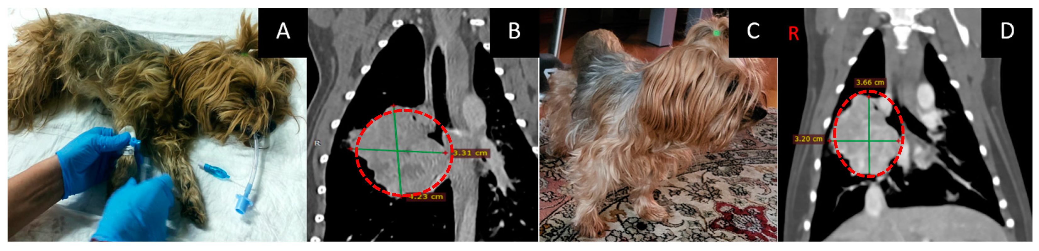 Vetsci 10 00274 g005