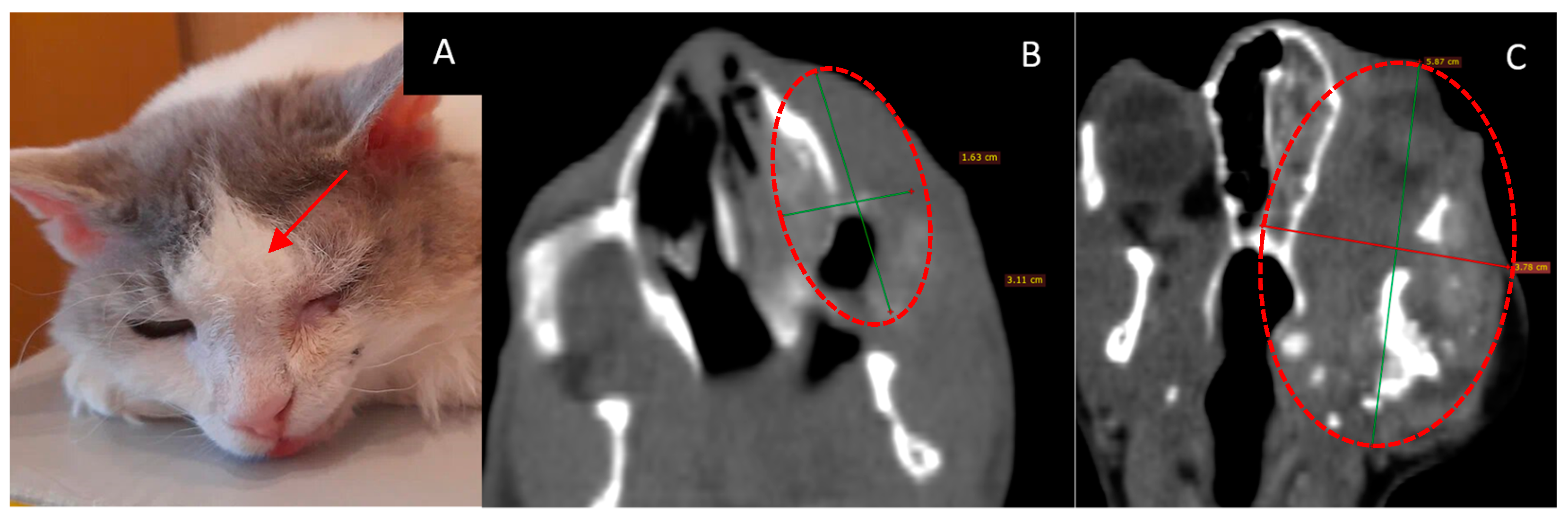 Vetsci 10 00274 g006