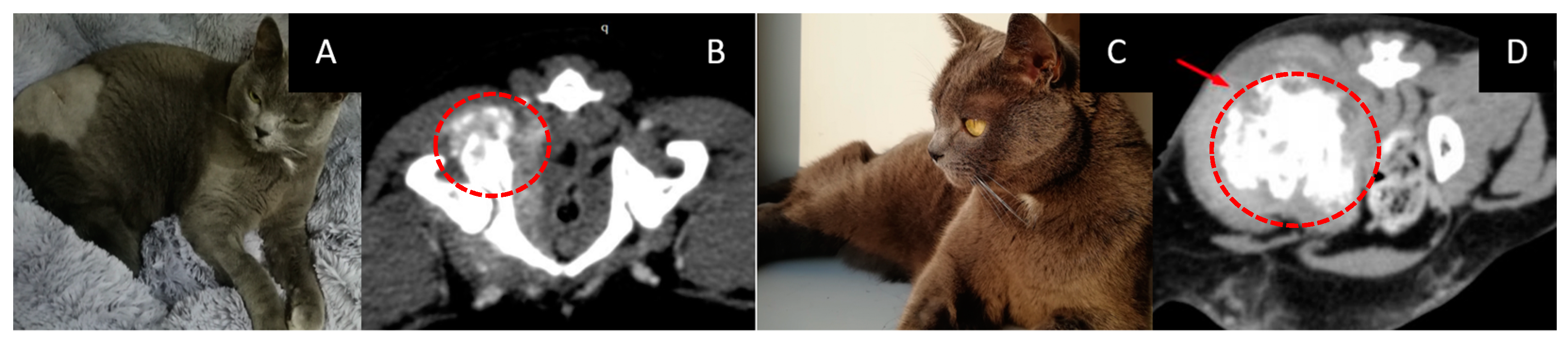 Vetsci 10 00274 g007