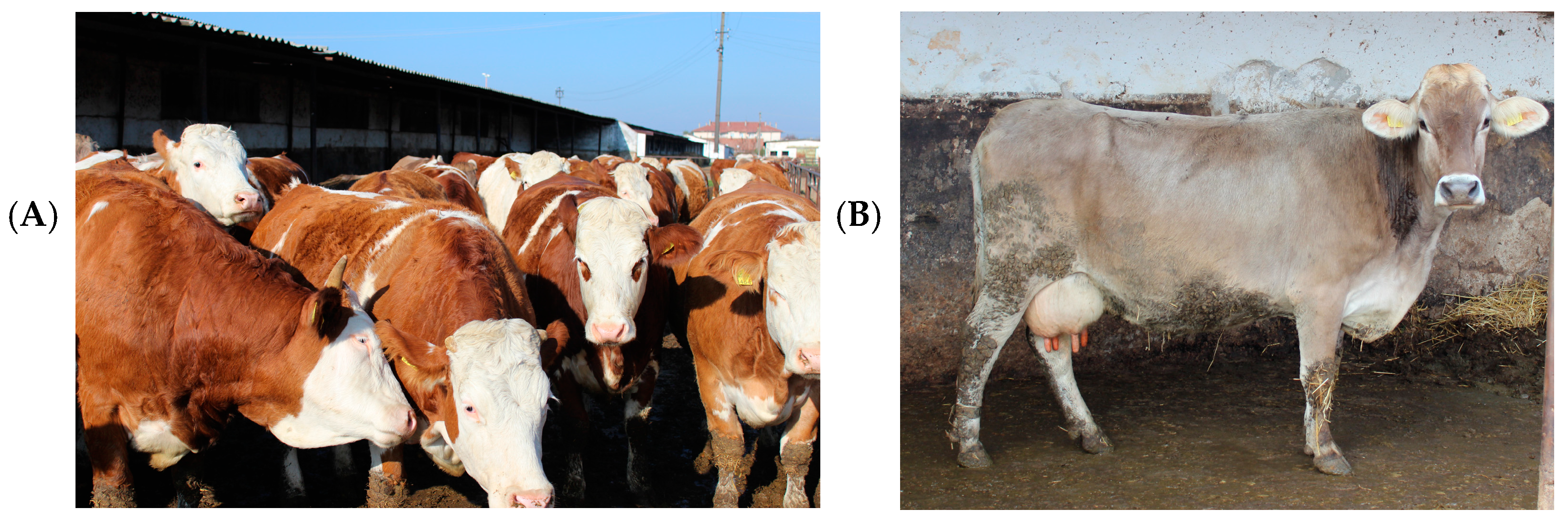 Vetsci 10 00275 g001