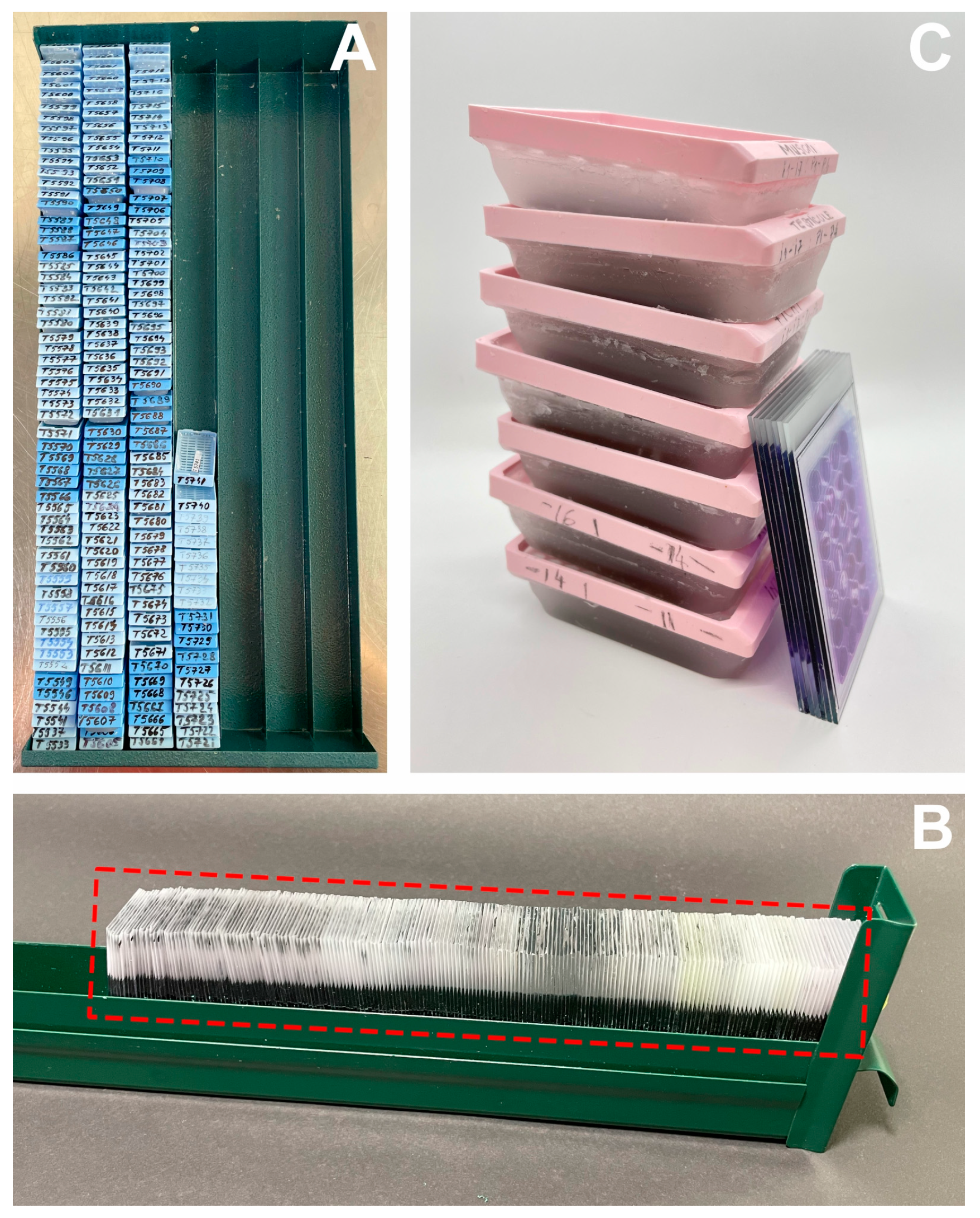 Vetsci 10 00280 g004 Vetsci 10 00280 g004