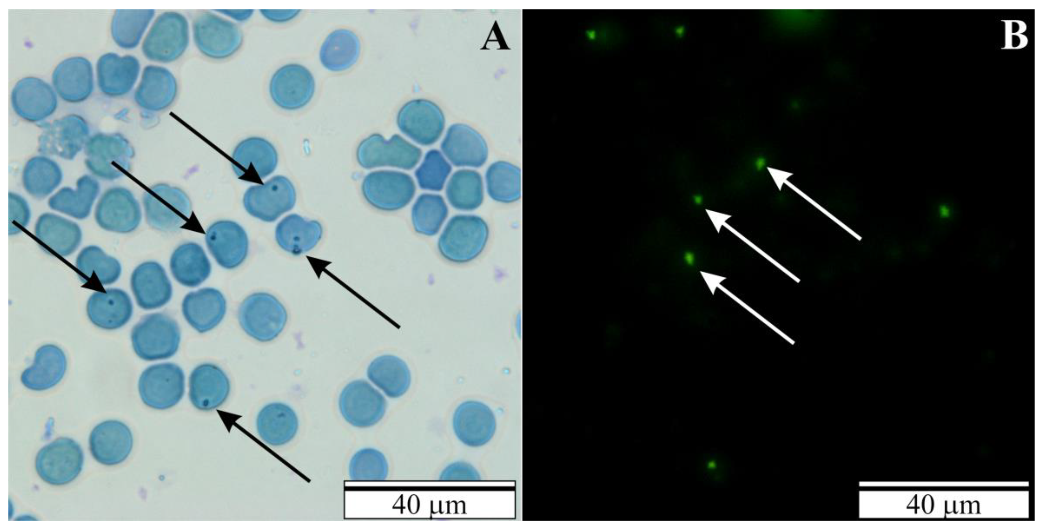 Vetsci 10 00291 g001 Vetsci 10 00291 g001