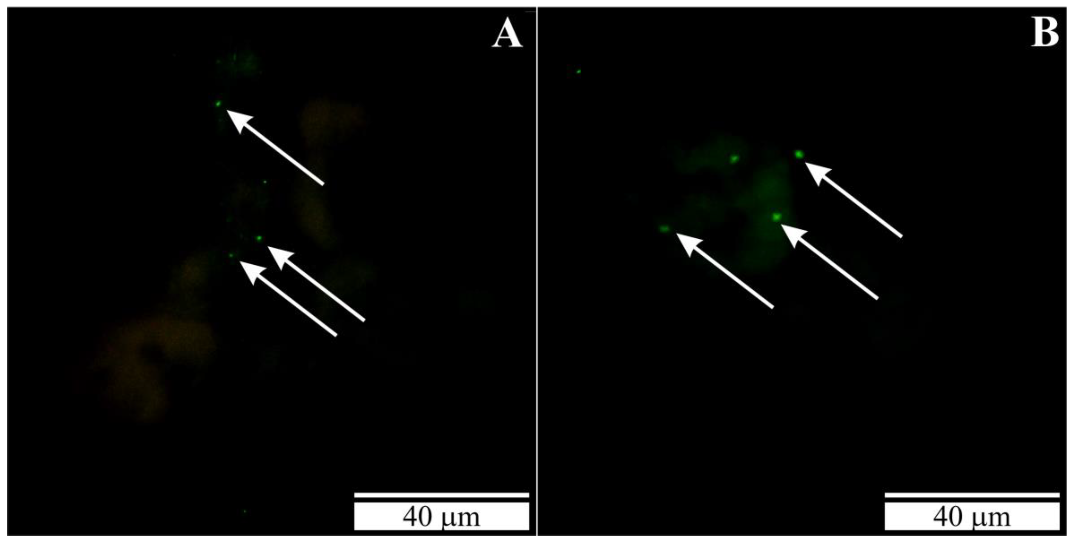 Vetsci 10 00291 g002 Vetsci 10 00291 g002