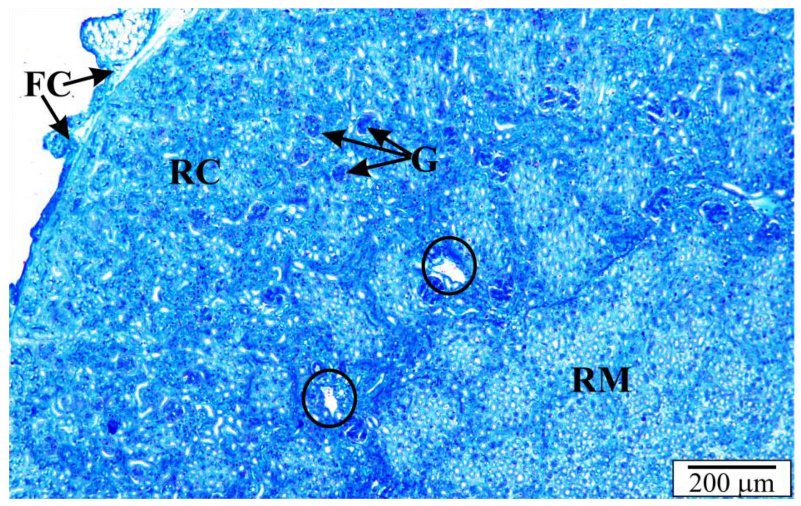 Vetsci 10 00291 g003 Vetsci 10 00291 g003