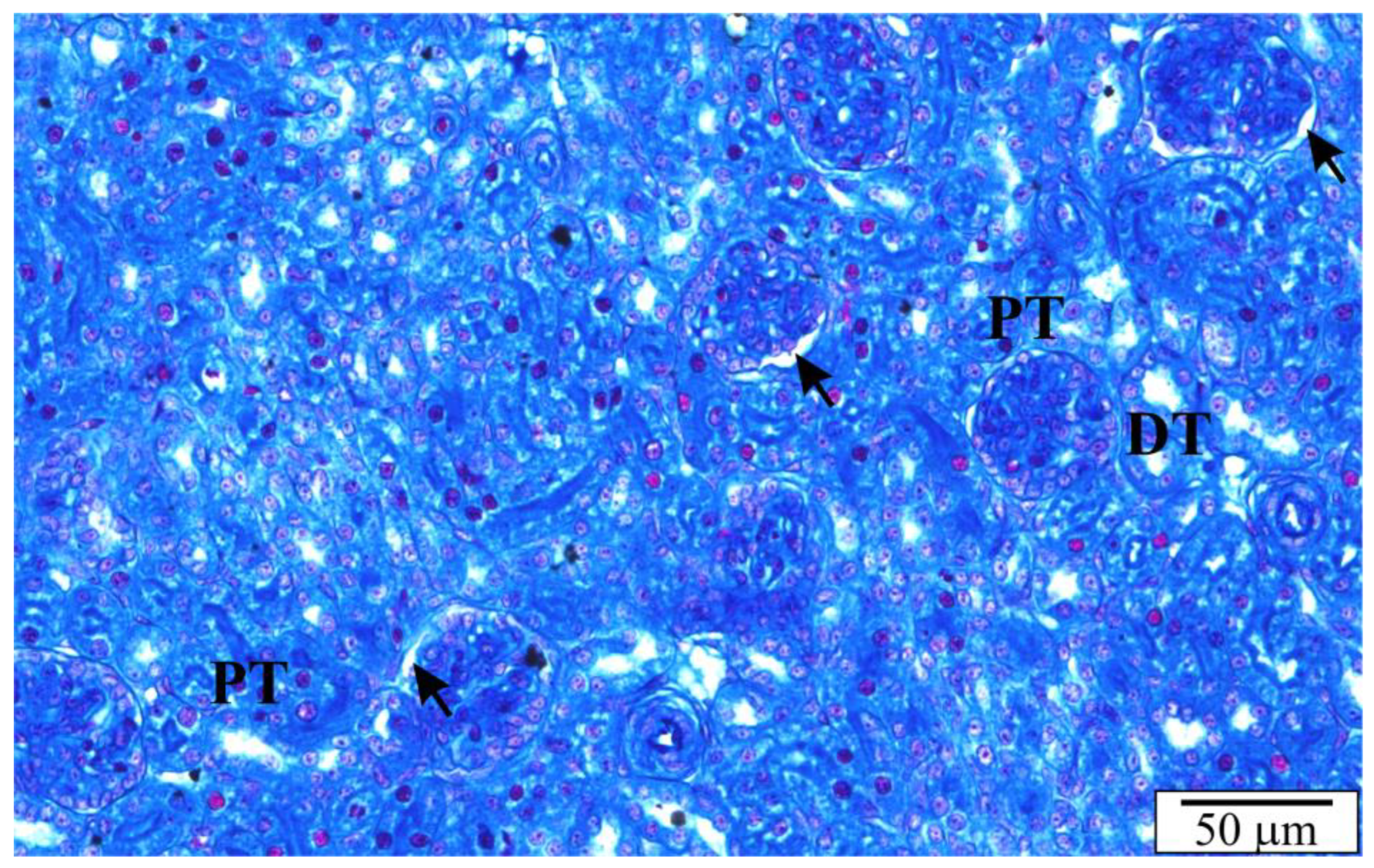 Vetsci 10 00291 g004 Vetsci 10 00291 g004