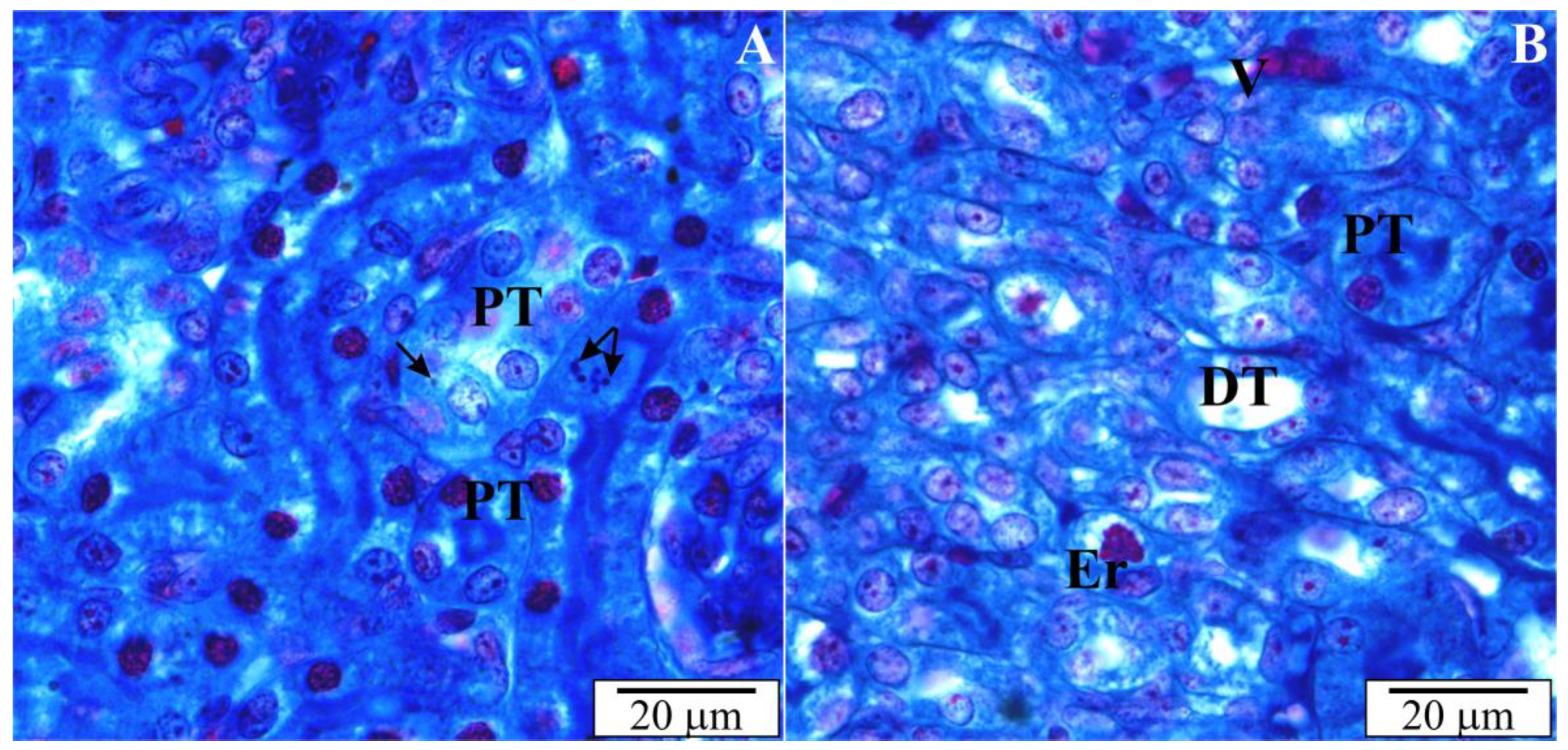 Vetsci 10 00291 g005 Vetsci 10 00291 g005