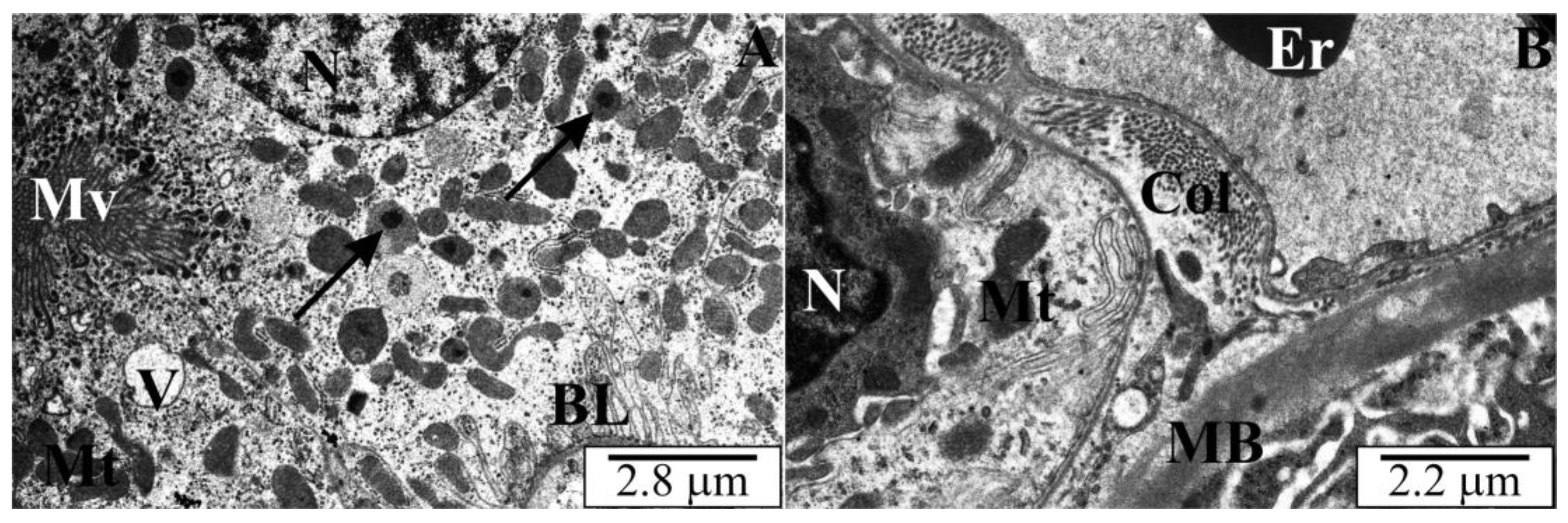Vetsci 10 00291 g006 Vetsci 10 00291 g006